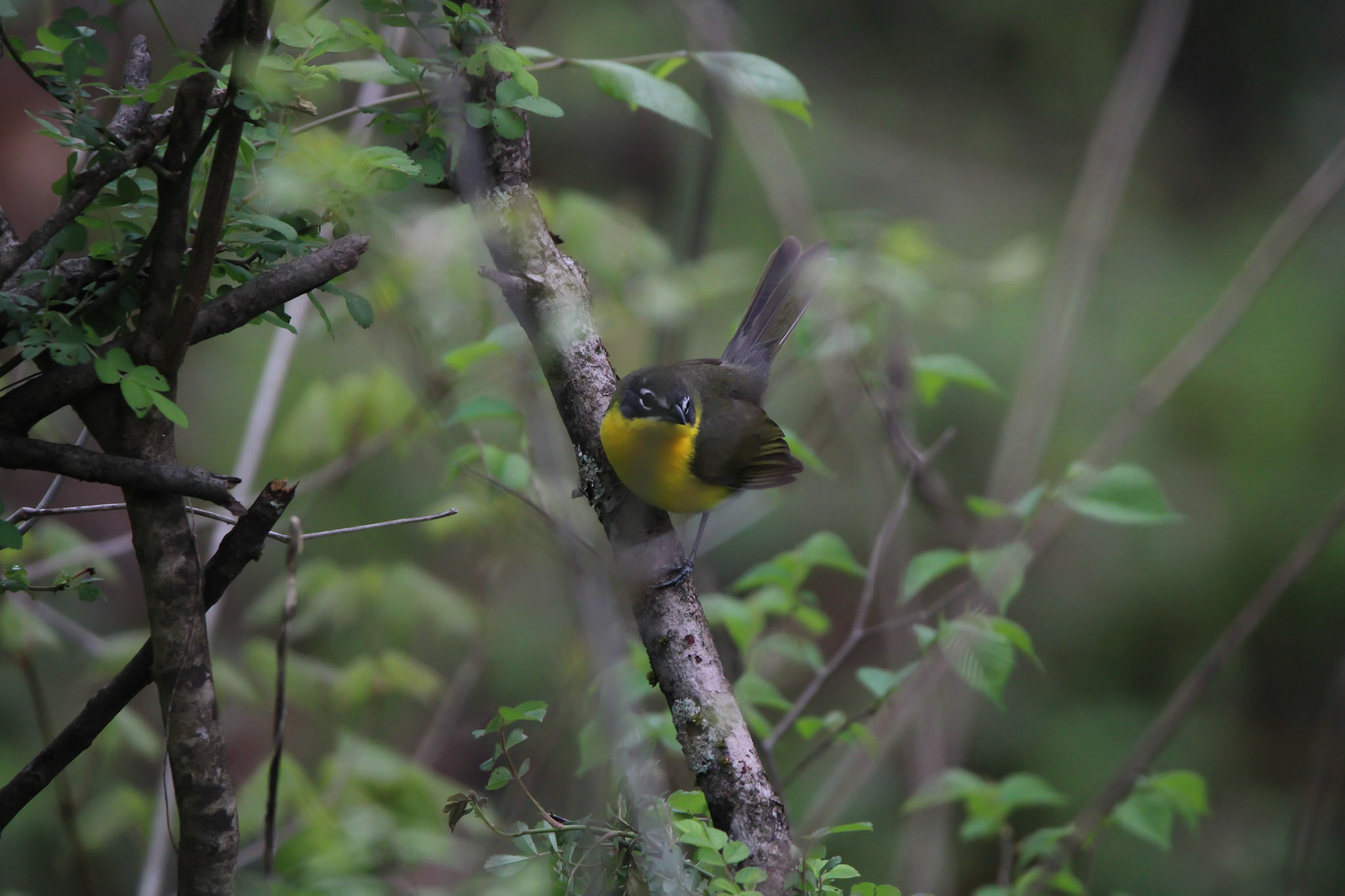 Yellow-breasted Chat