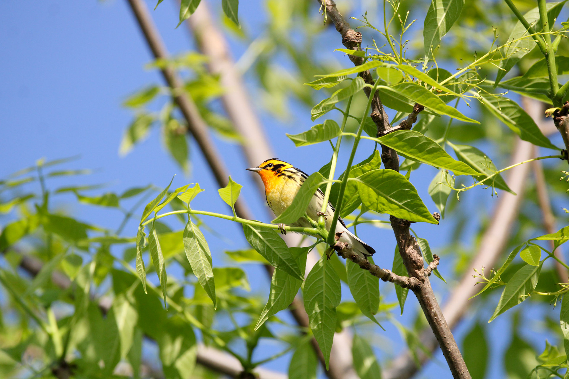 Blackburnian Warbler