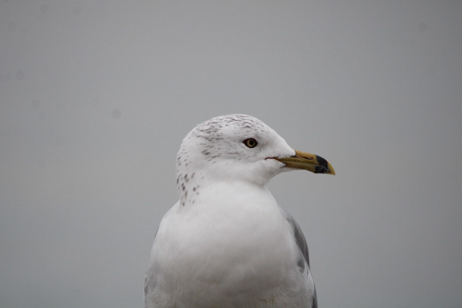 Ring-billed Gull