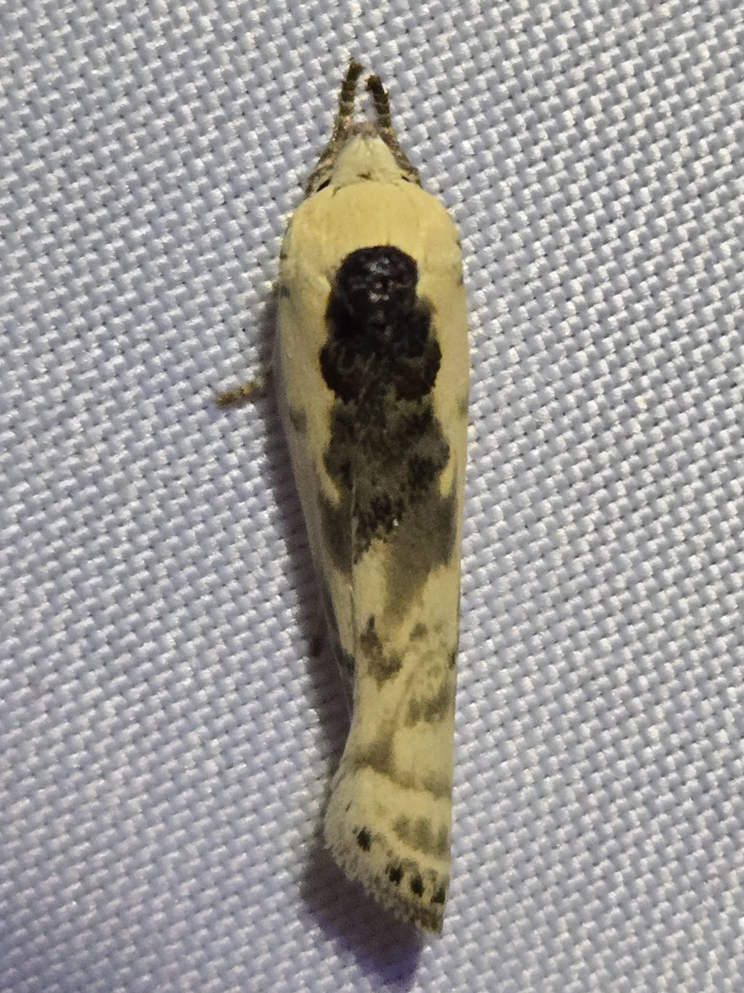 Small Bird-dropping Moth