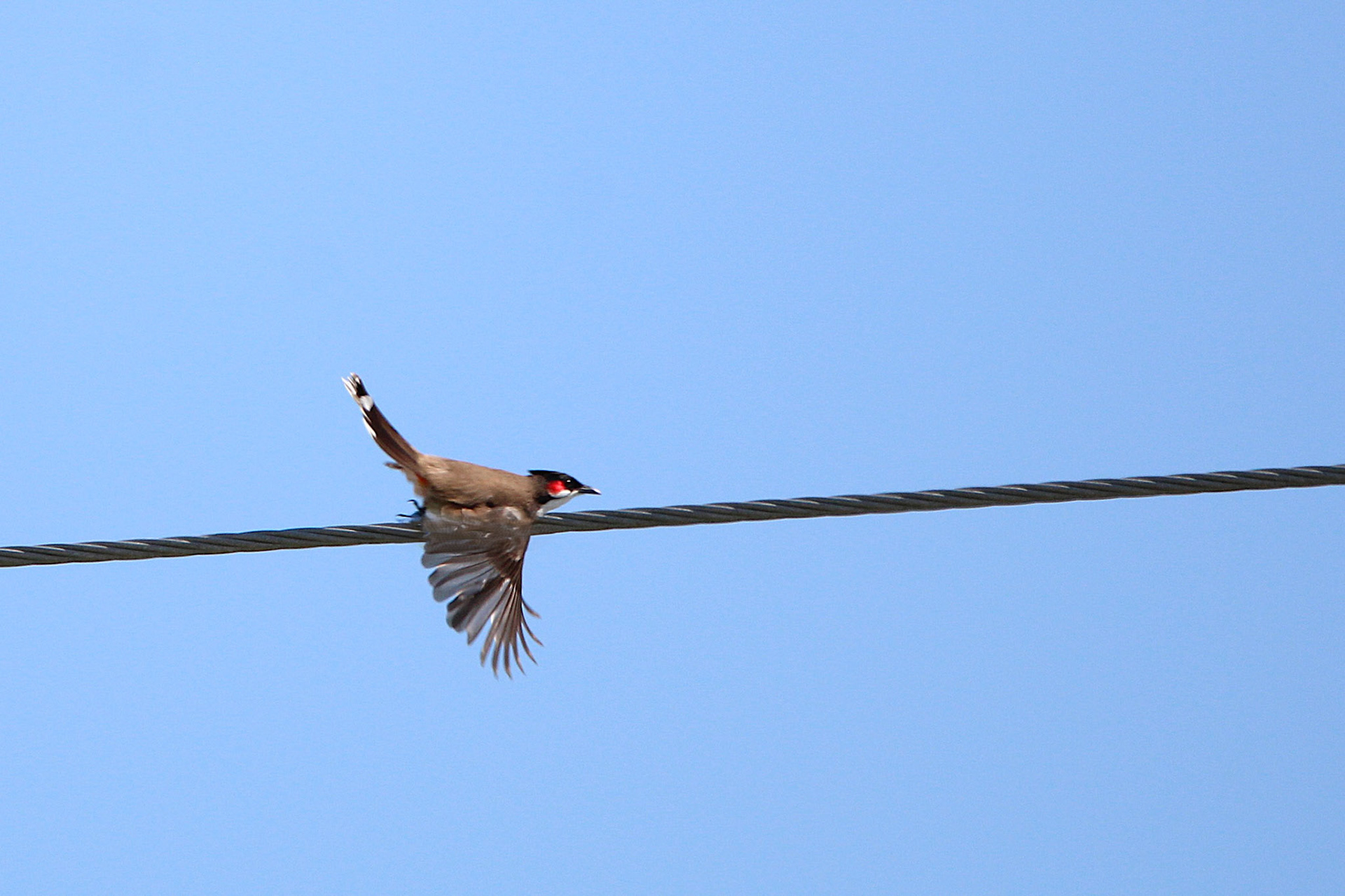 Red-whiskered Bulbul