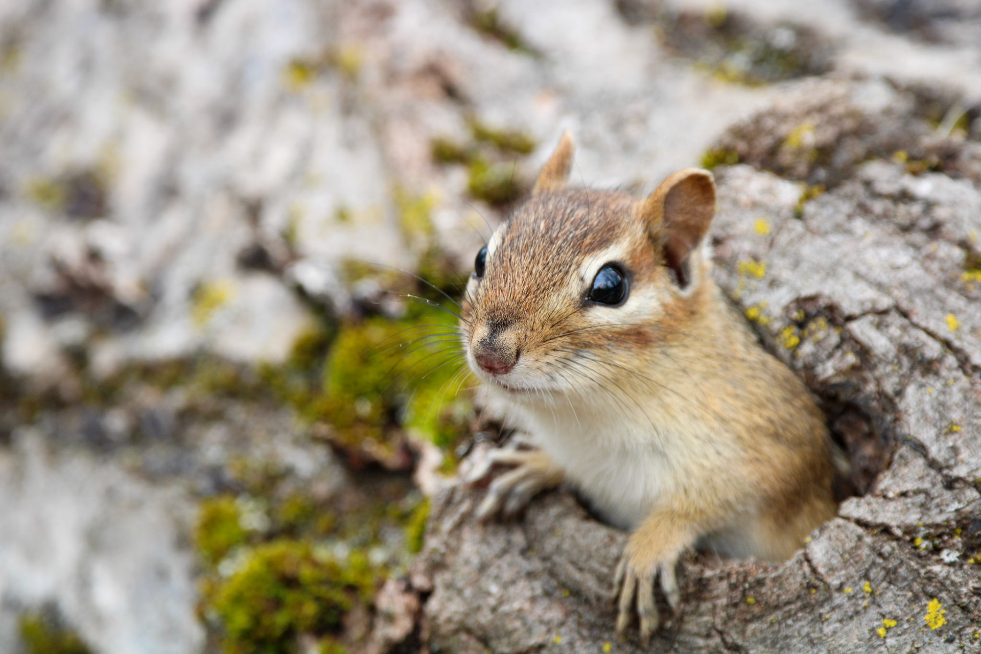 Eastern Chipmunk