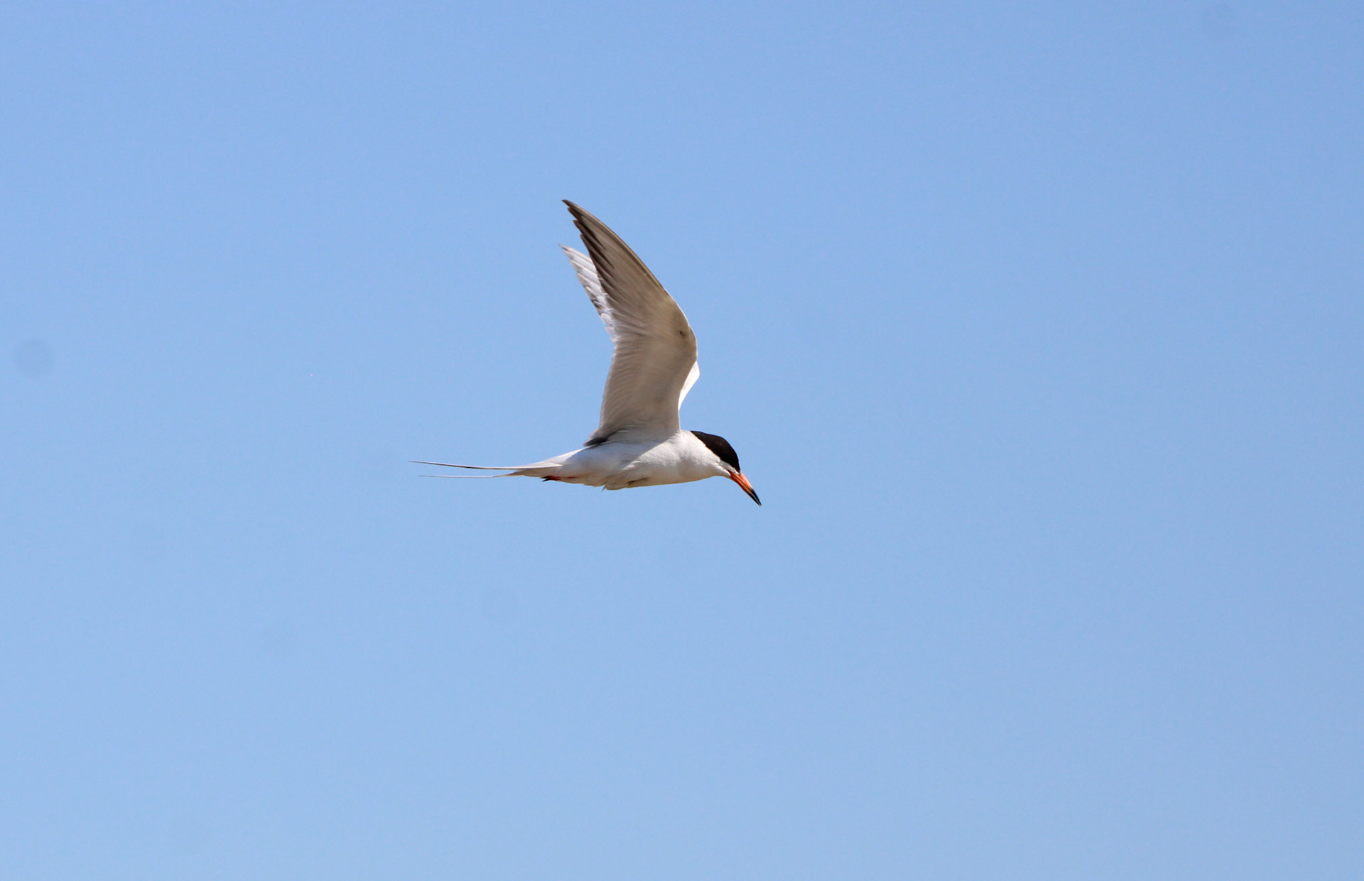 Common Tern