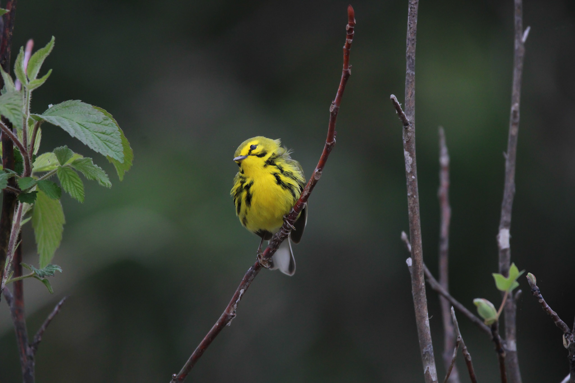Prairie Warbler