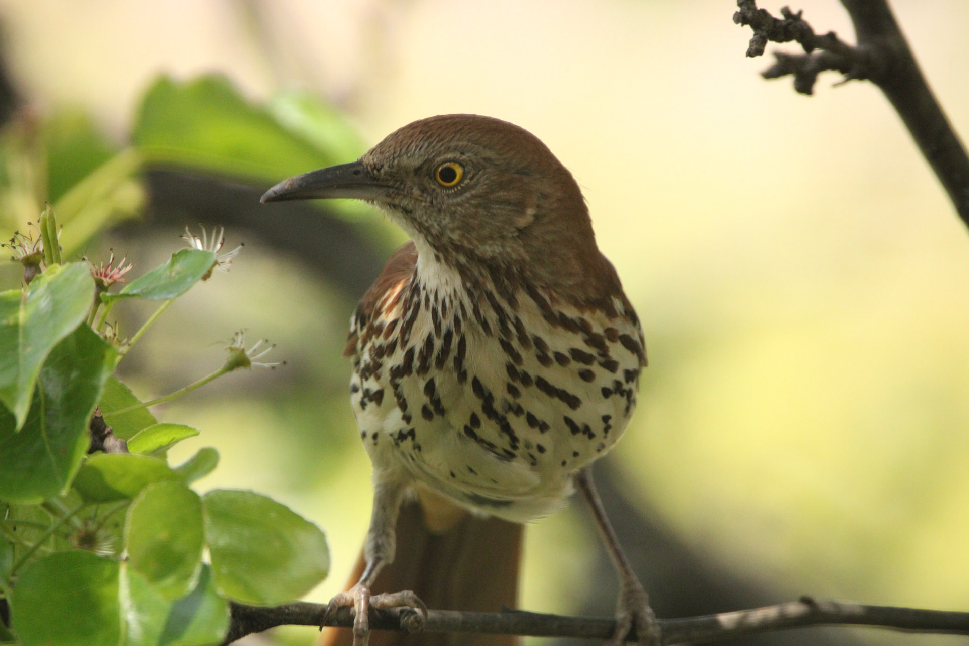 Brown Thrasher