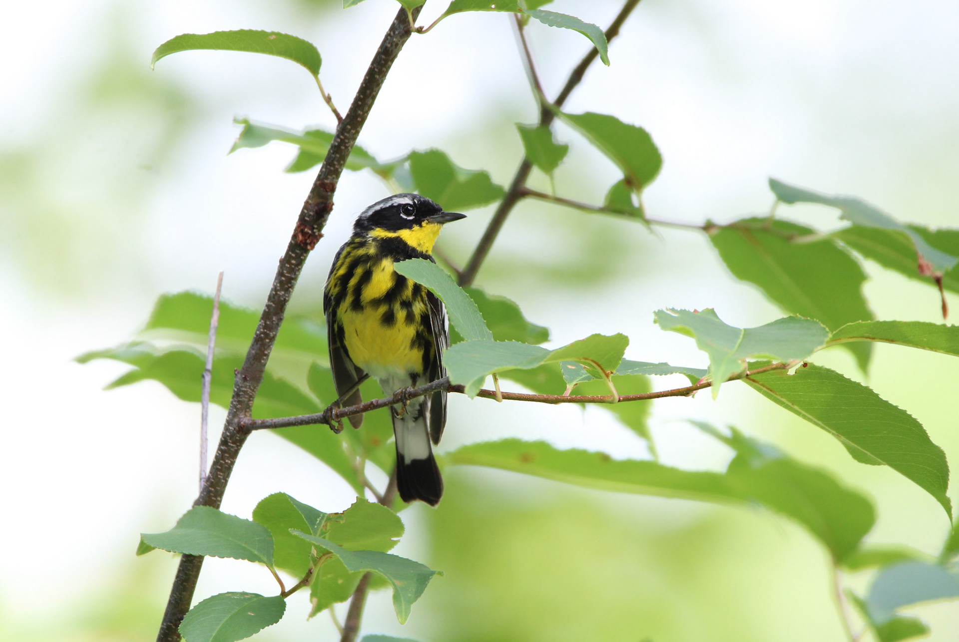 Magnolia Warbler - Tucker Lake