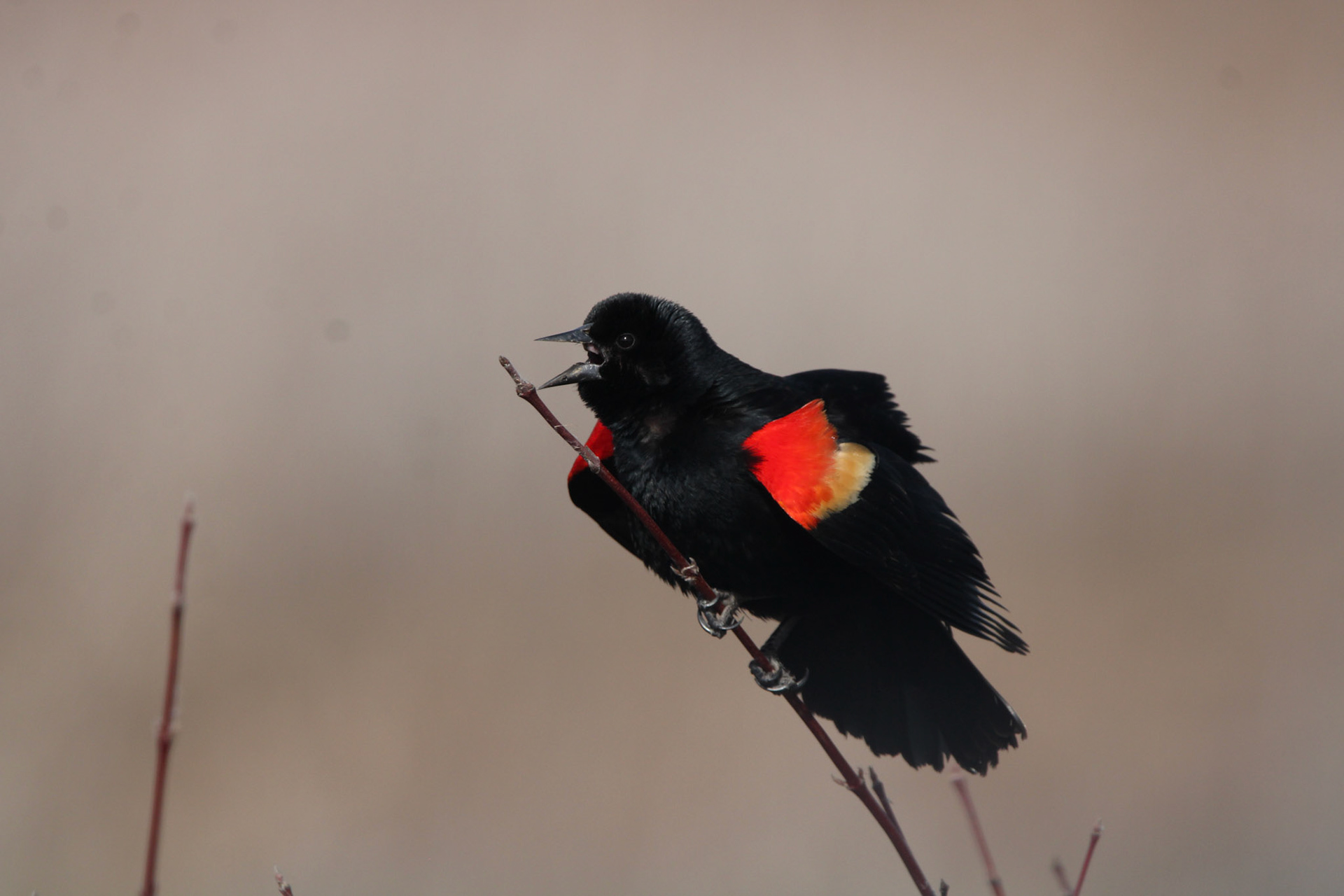 Red-winged Blackbird