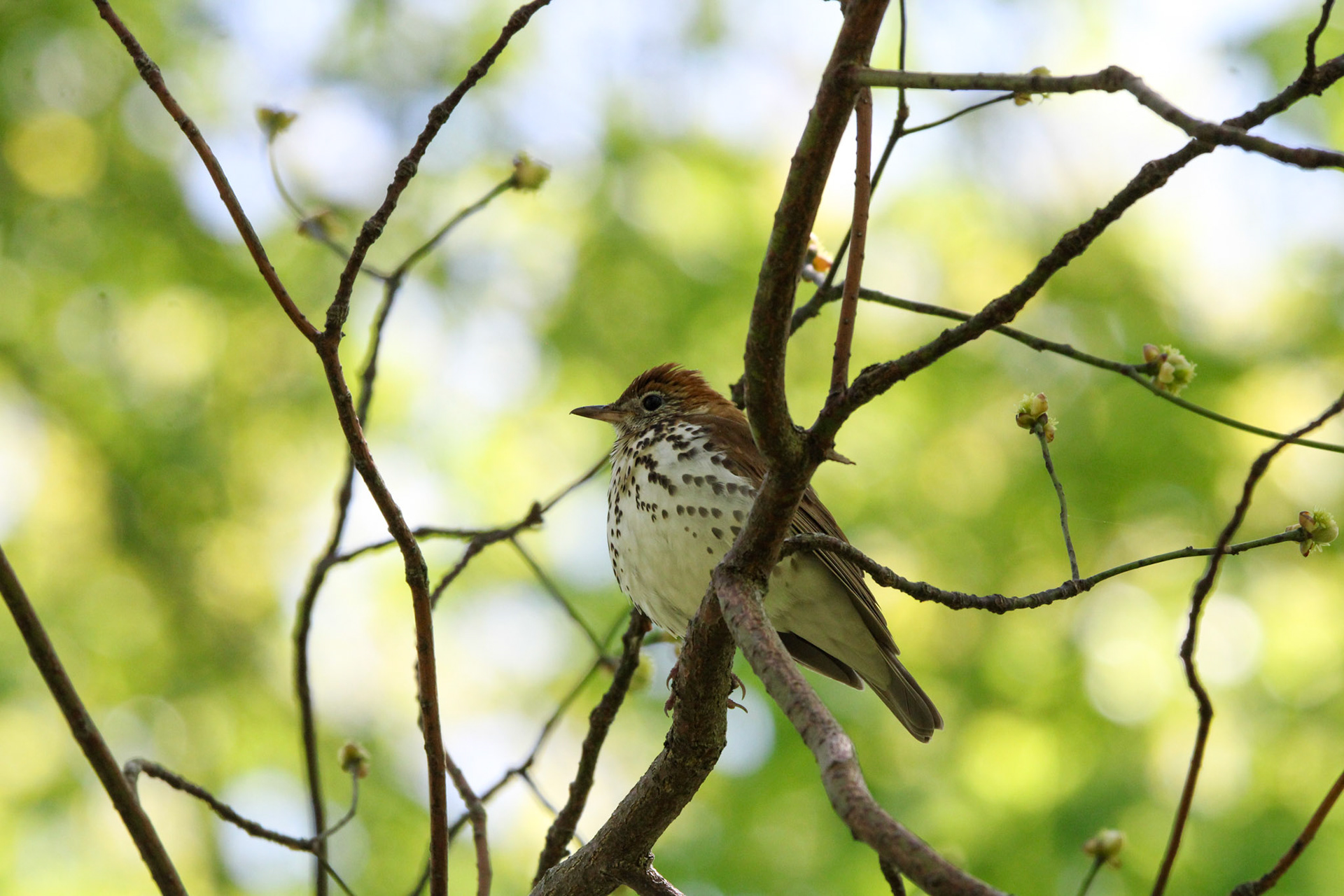 Wood Thrush