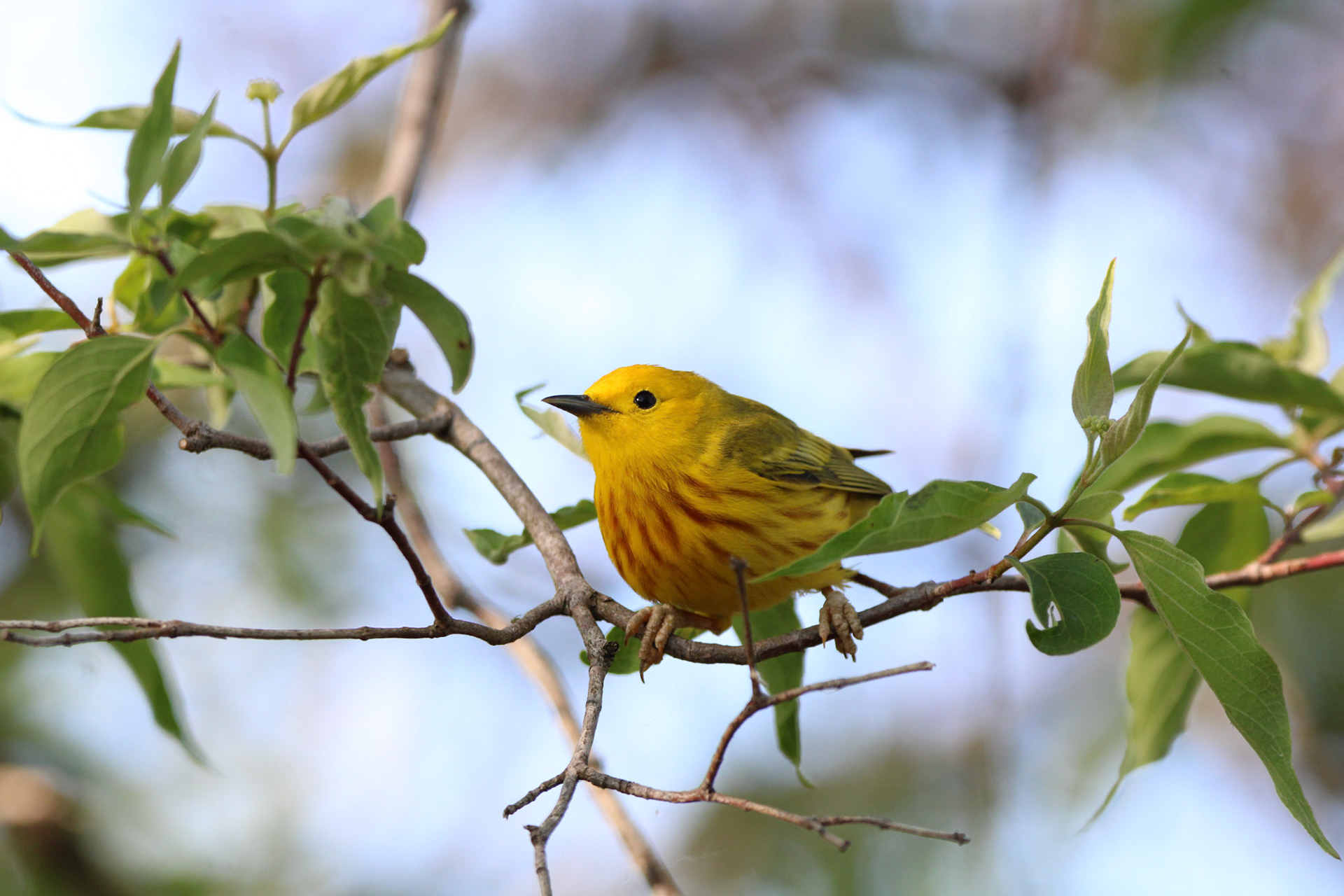 Northern Yellow Warbler