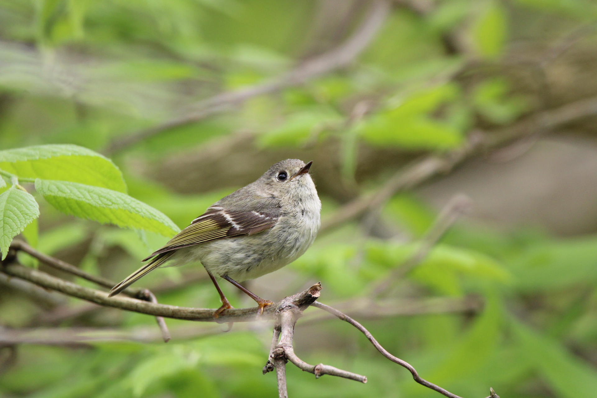 Ruby-crowned Kinglet