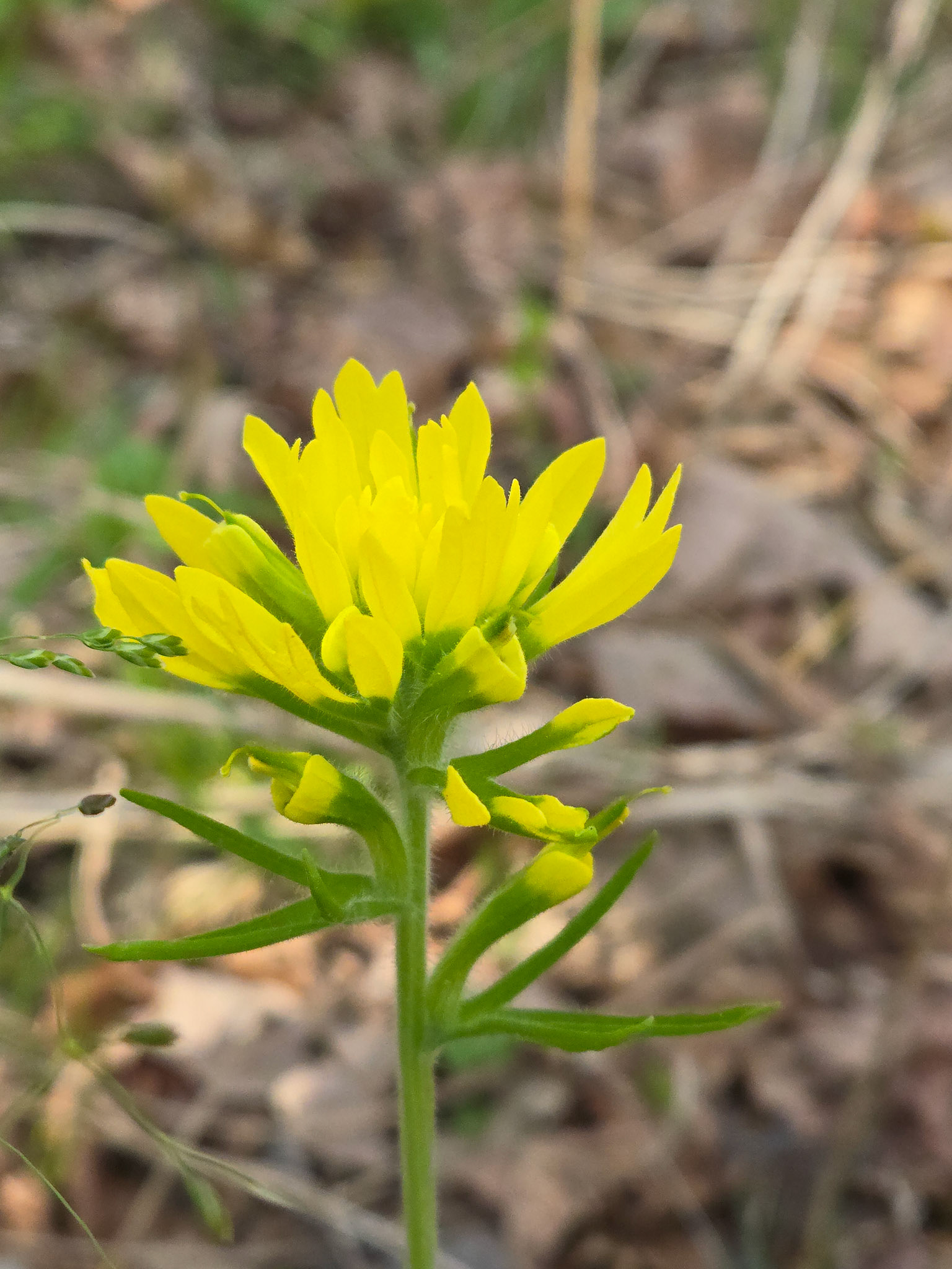 Indian Paintbrush