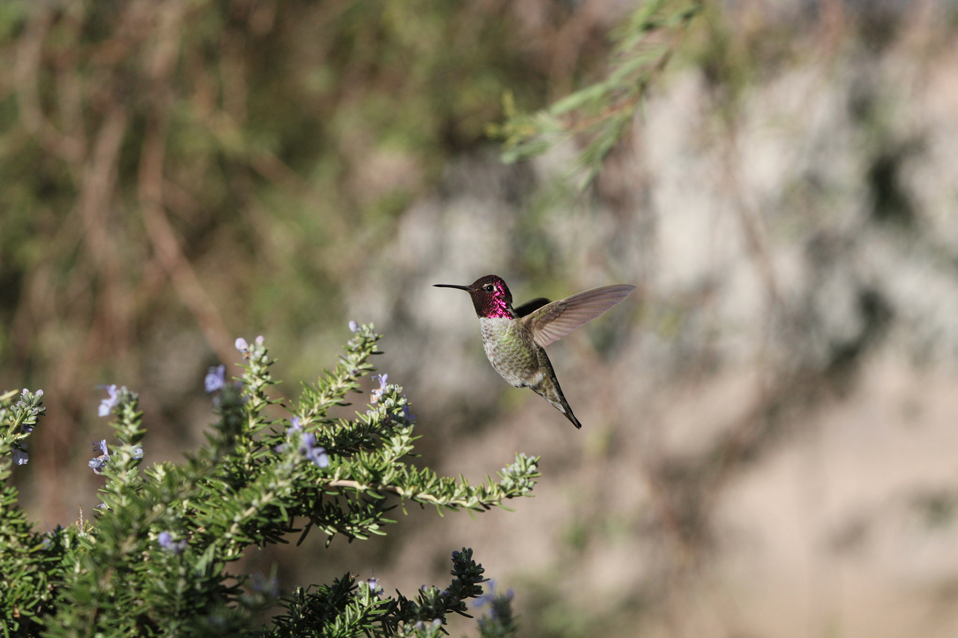 Anna's Hummingbird