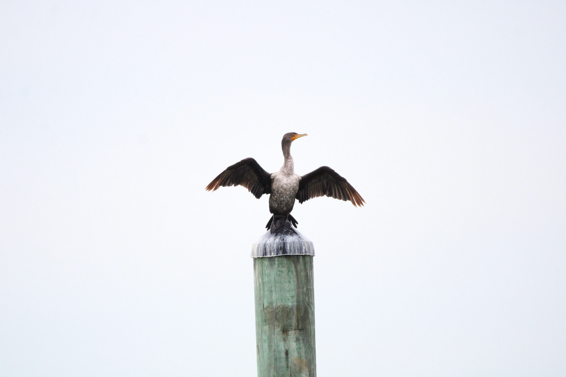 Double-crested Cormorant