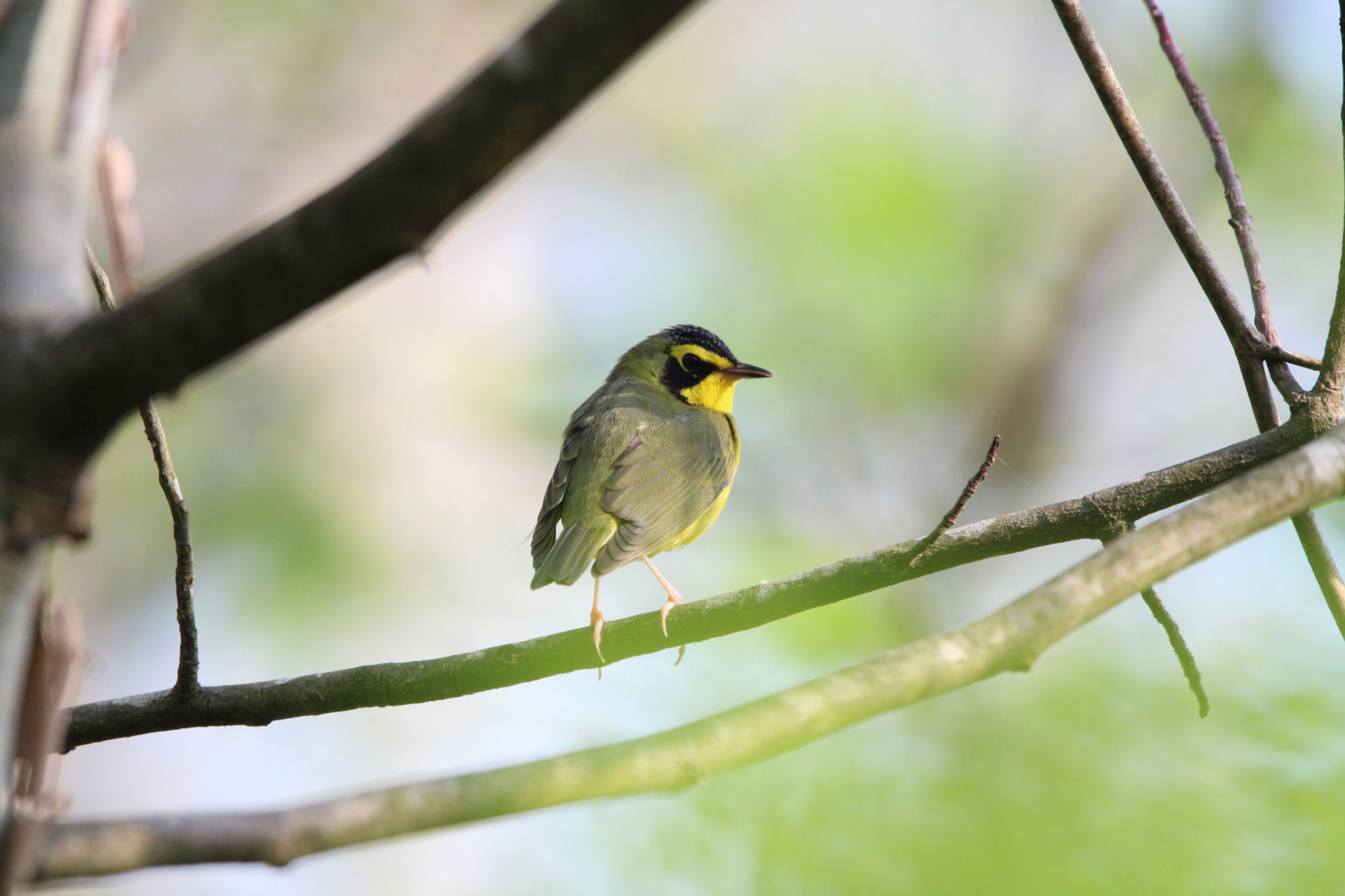 Kentucky Warbler