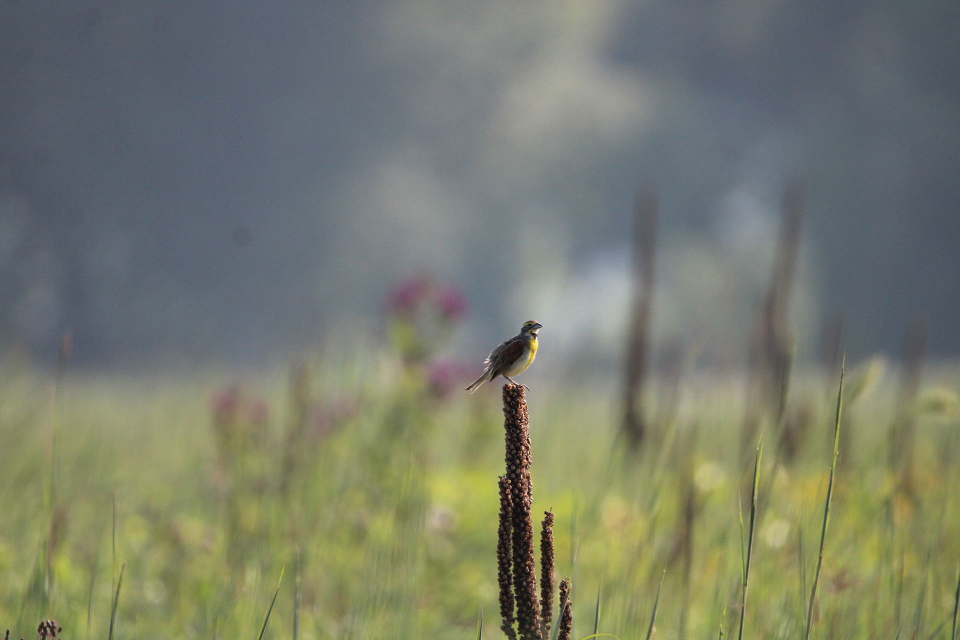 Dickcissel