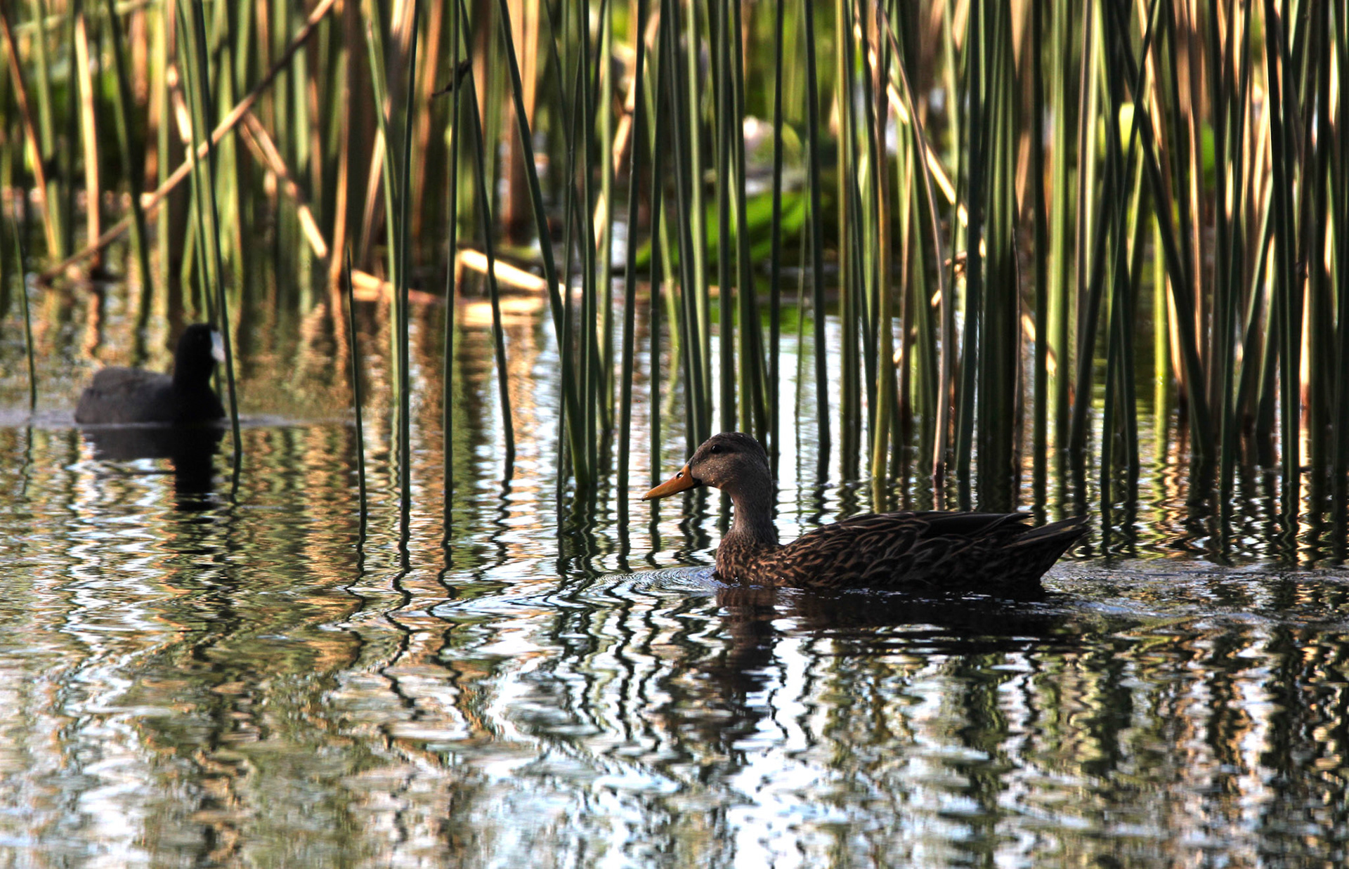 Mottled Duck