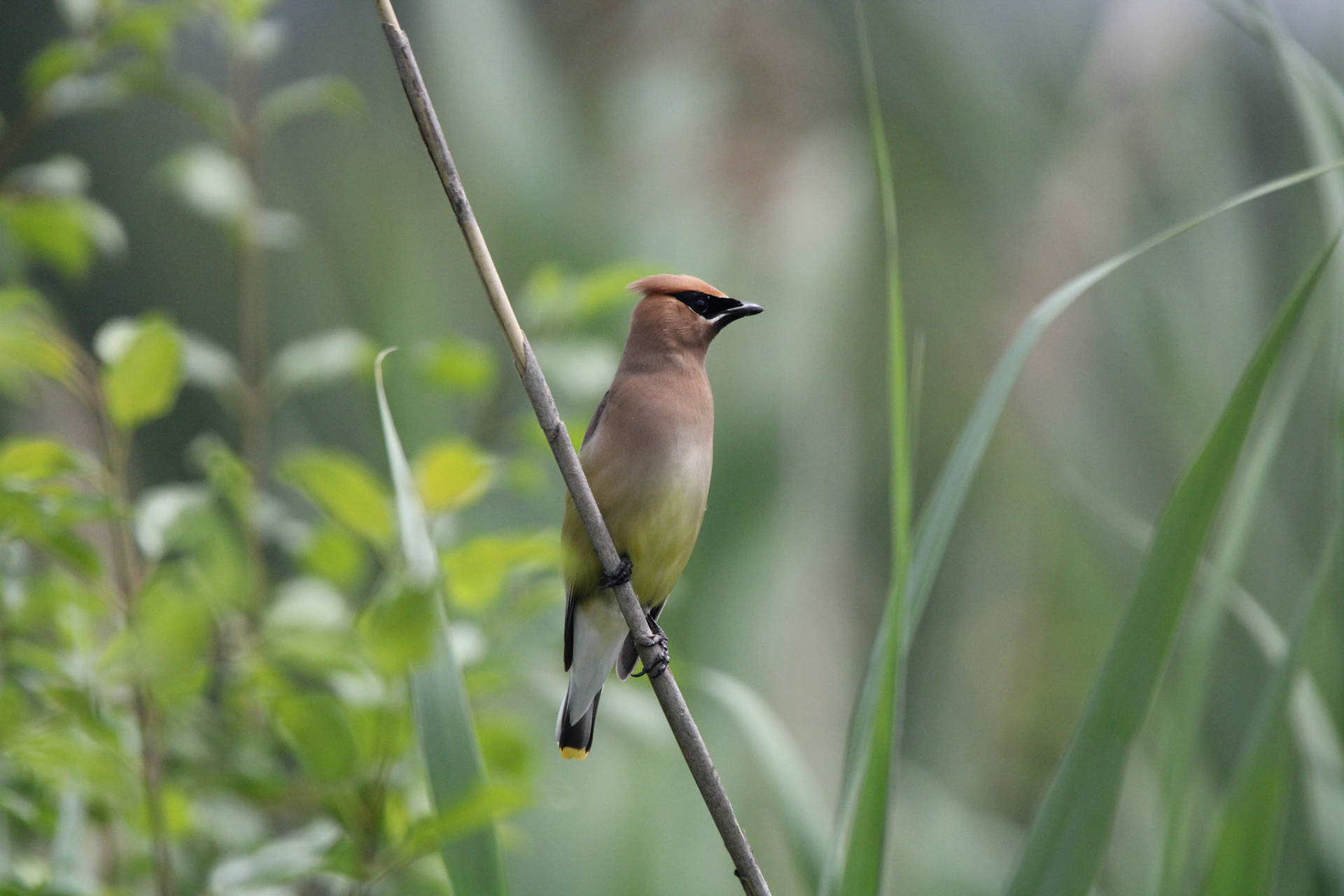 Cedar Waxwing