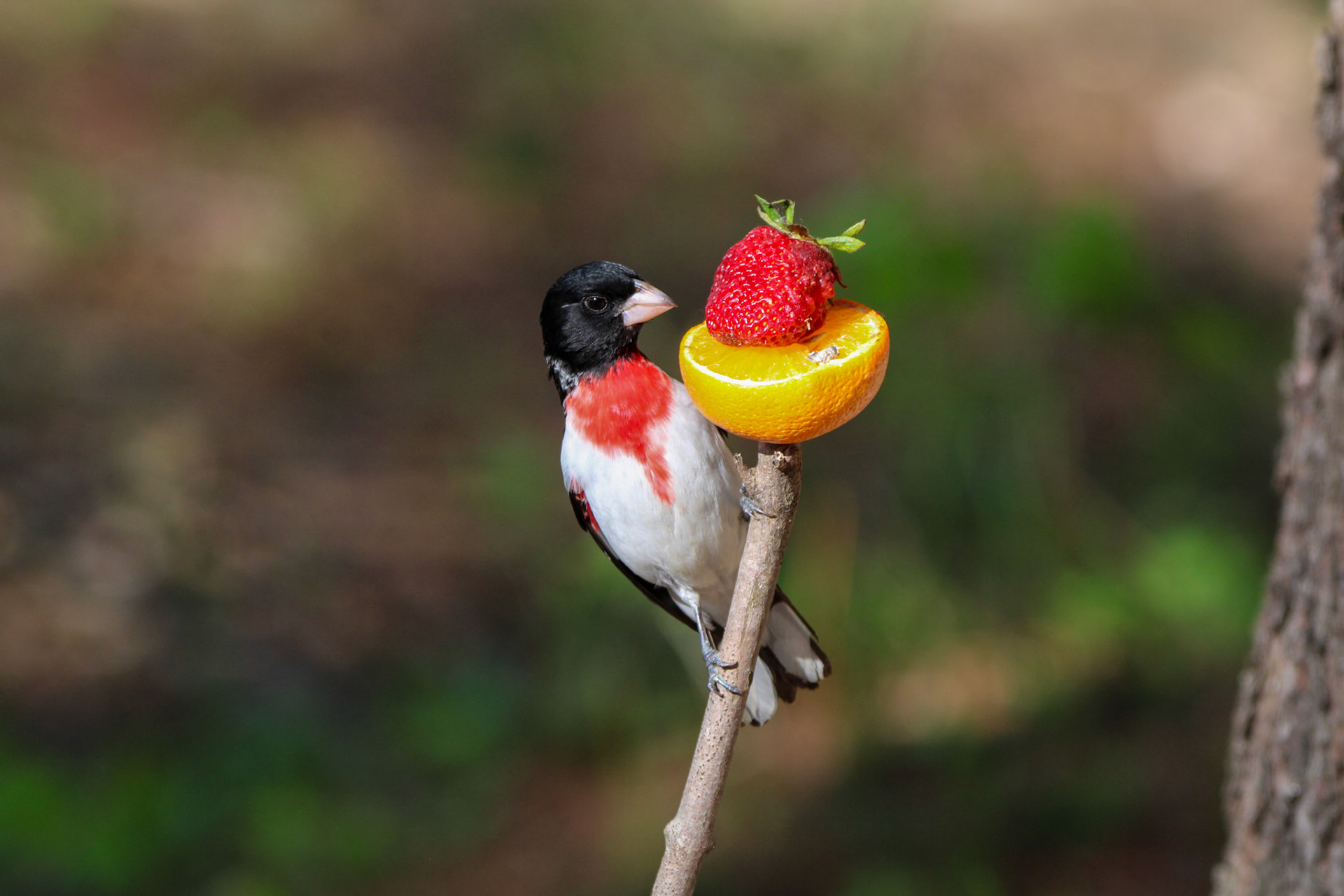 Rose-breasted Grosbeak