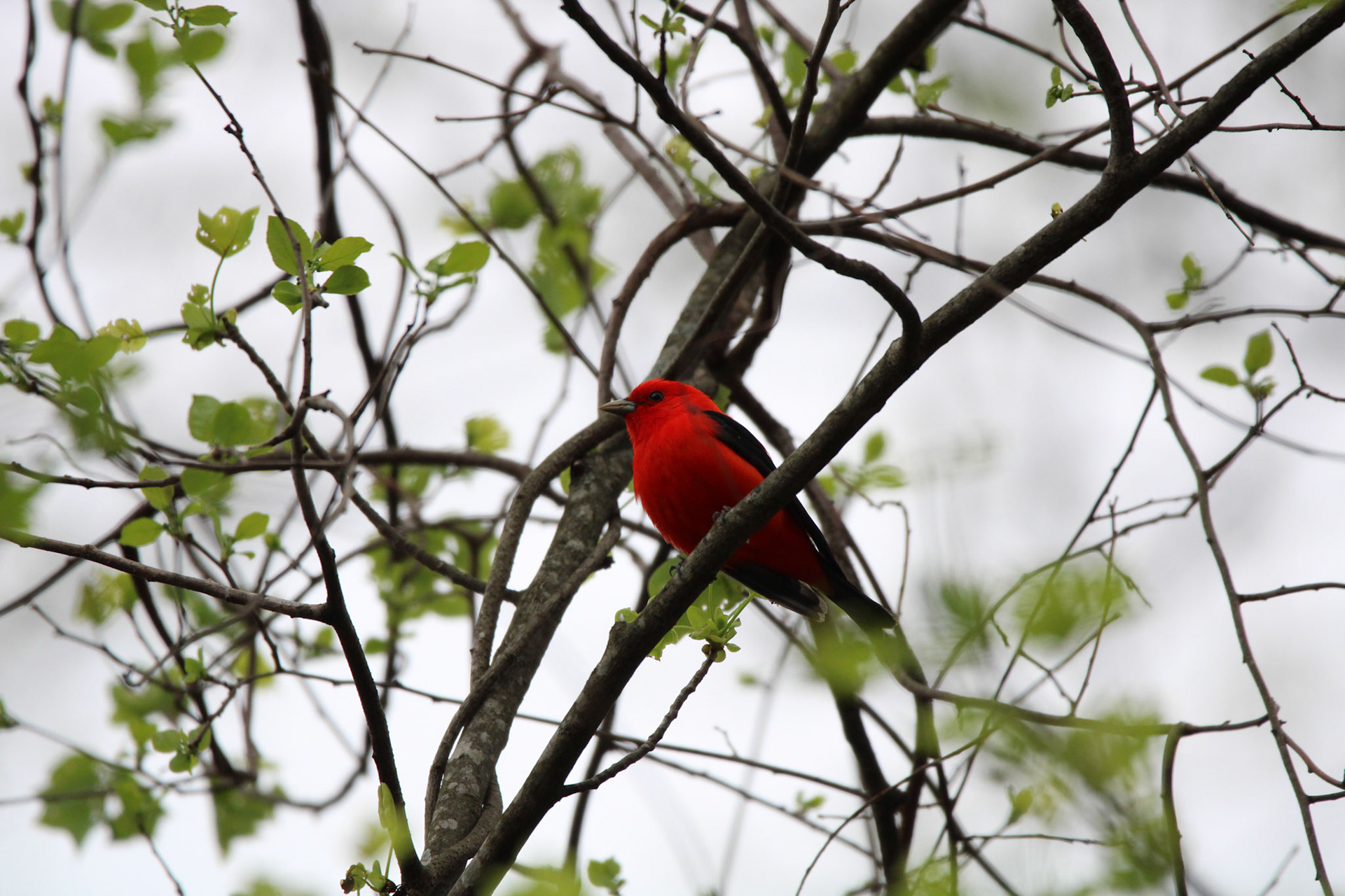 Scarlet Tanager