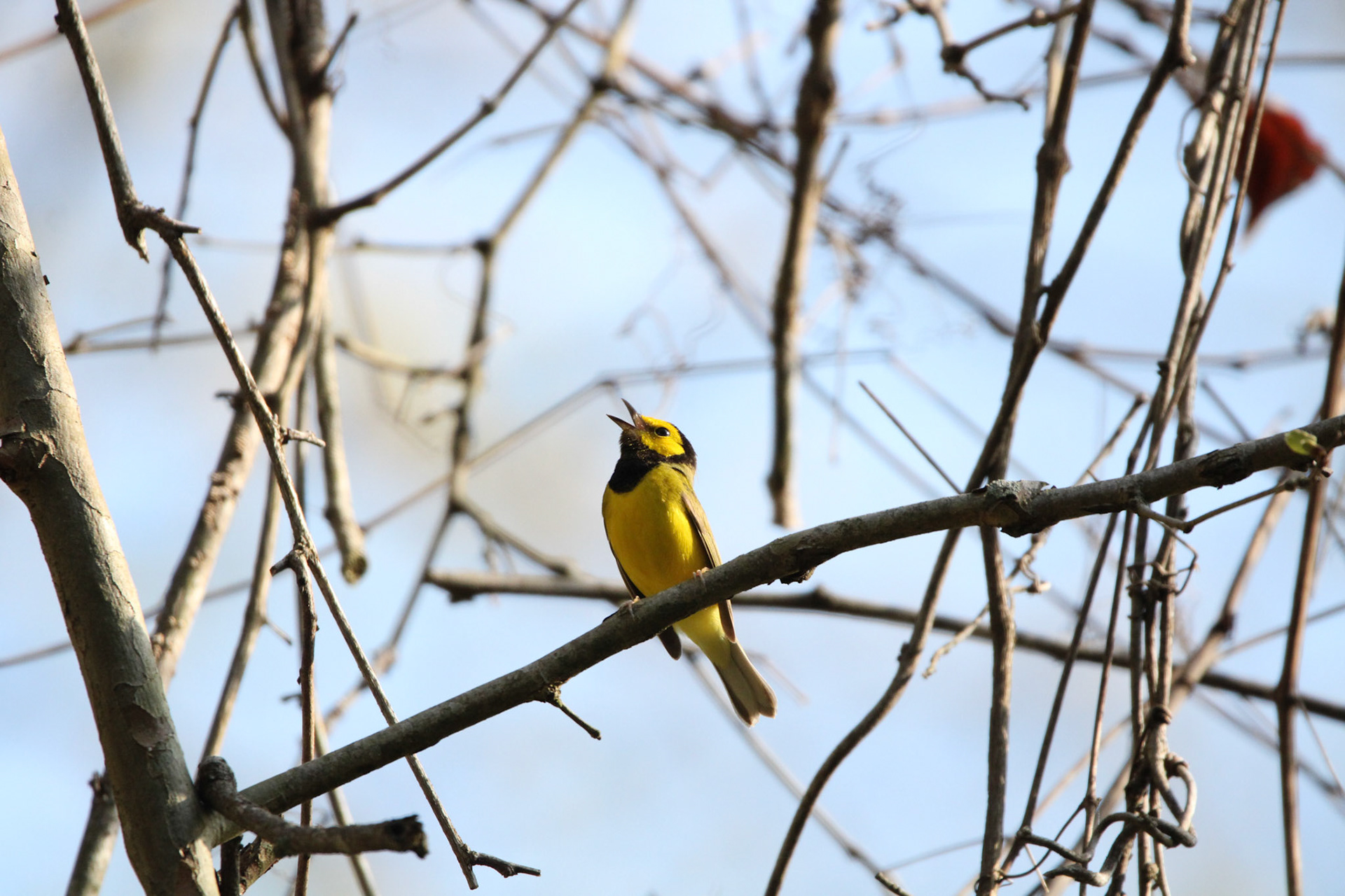 Hooded Warbler