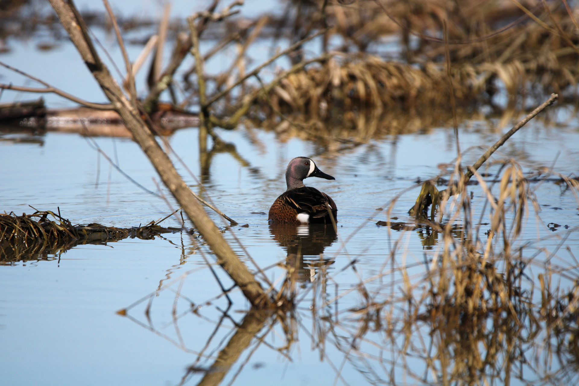 Blue-winged Teal