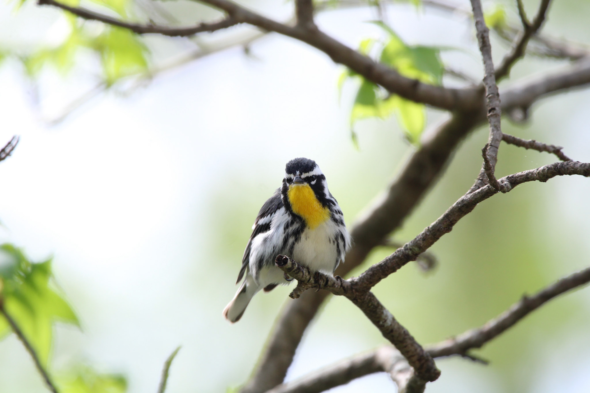 Yellow-throated Warbler