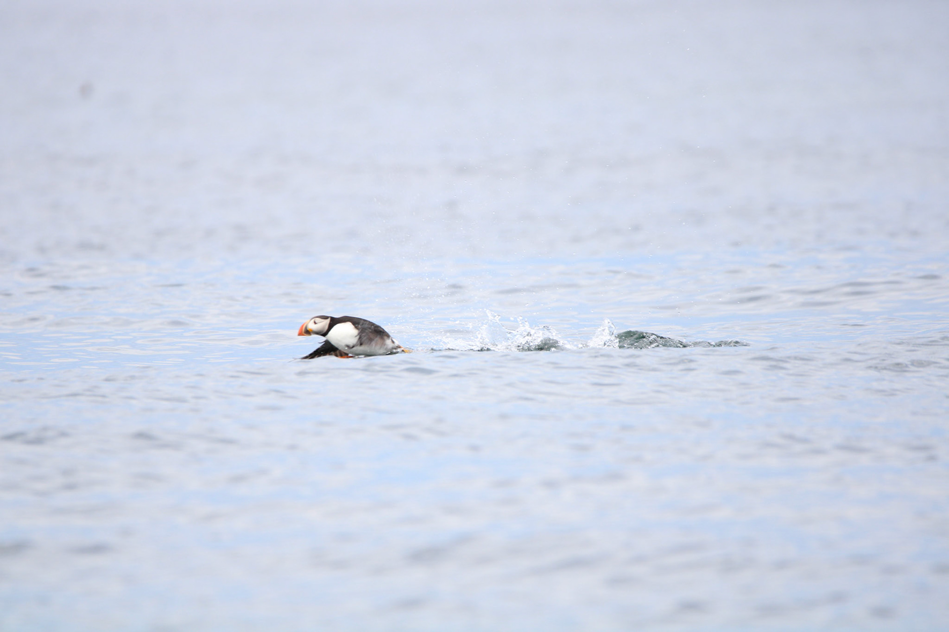 Atlantic Puffin