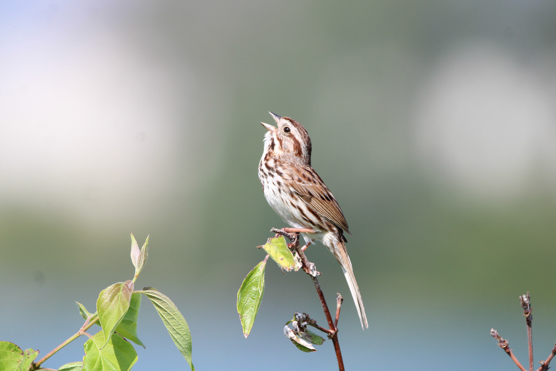 Song Sparrow - Sterling State Park