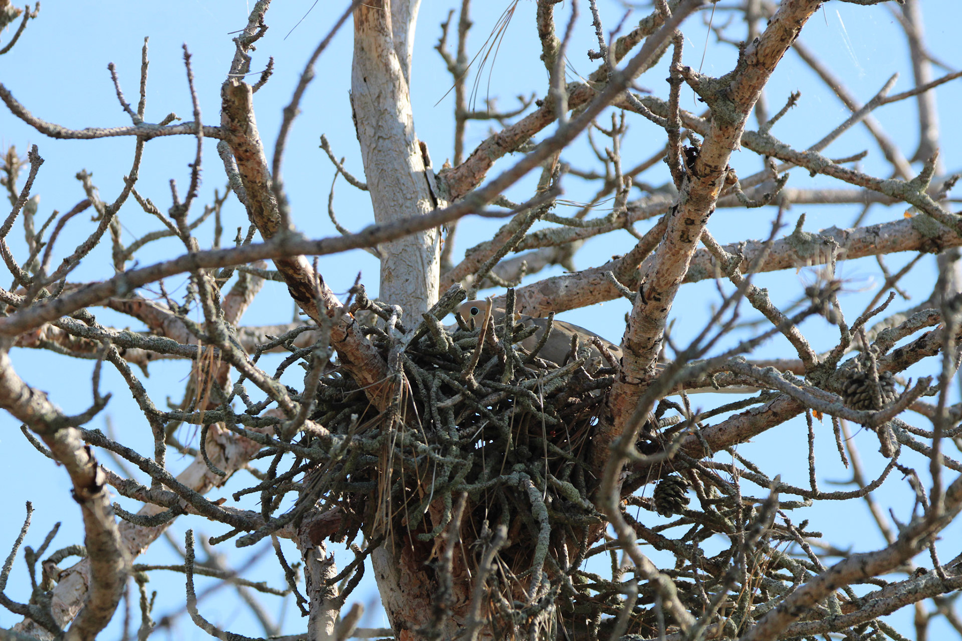Mourning Dove