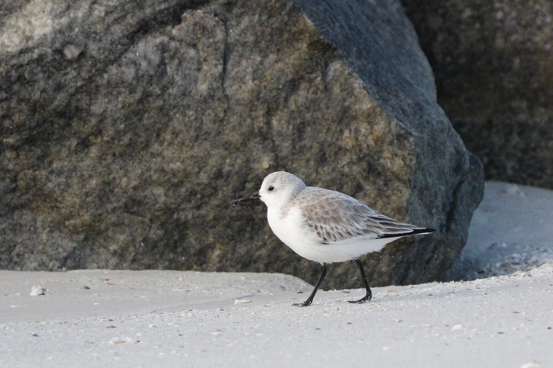 Sanderling