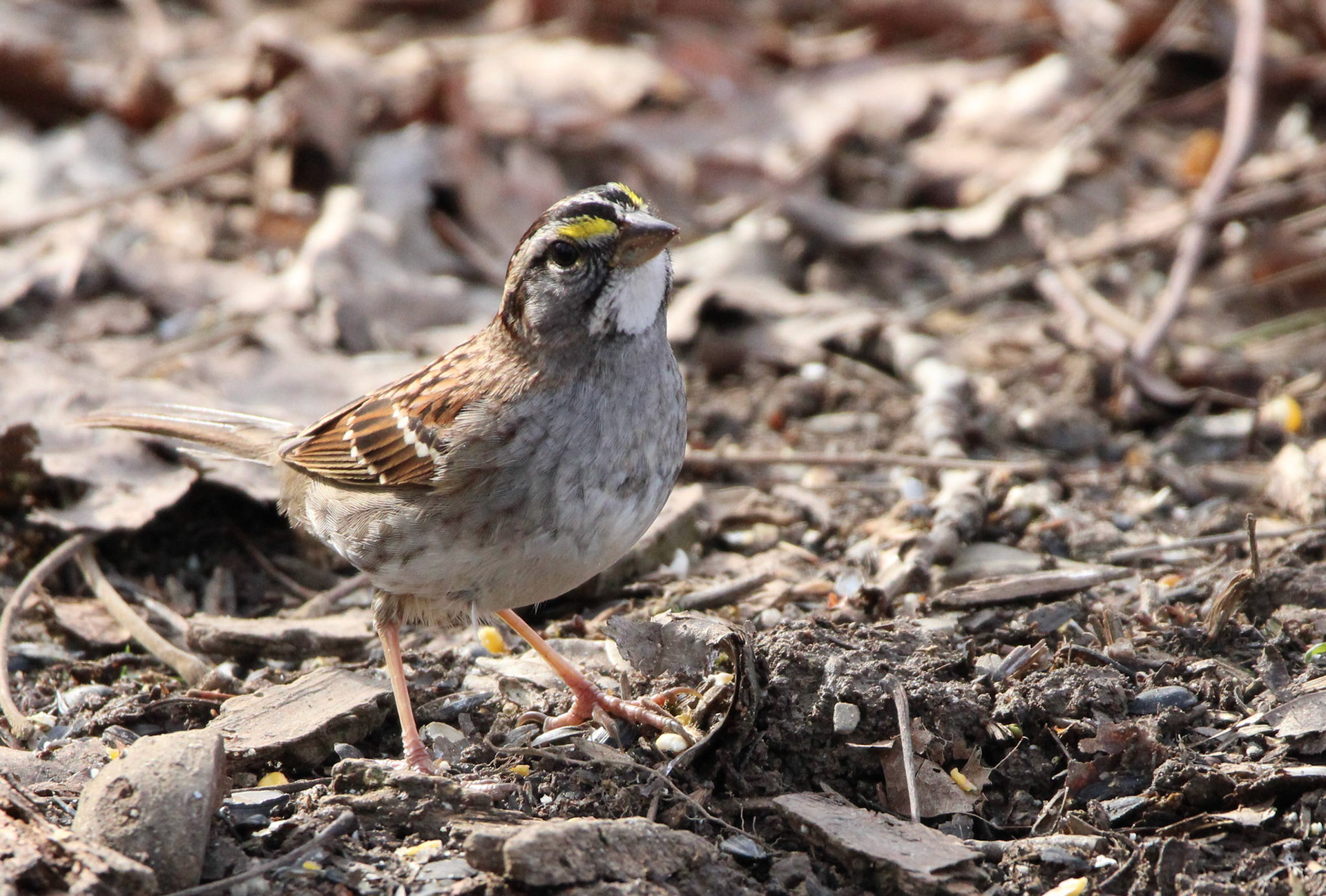 White-throated Sparrow
