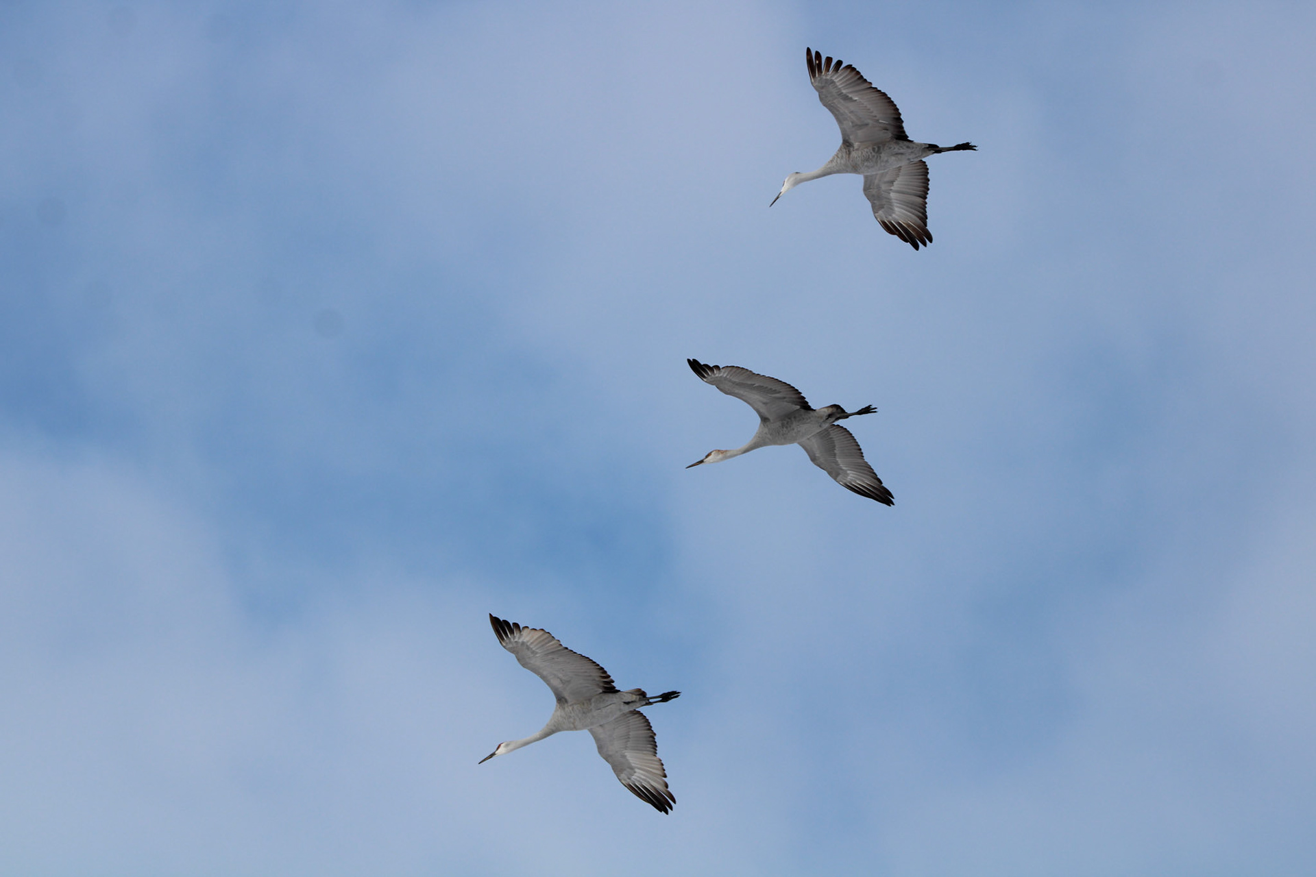 Sandhill Cranes