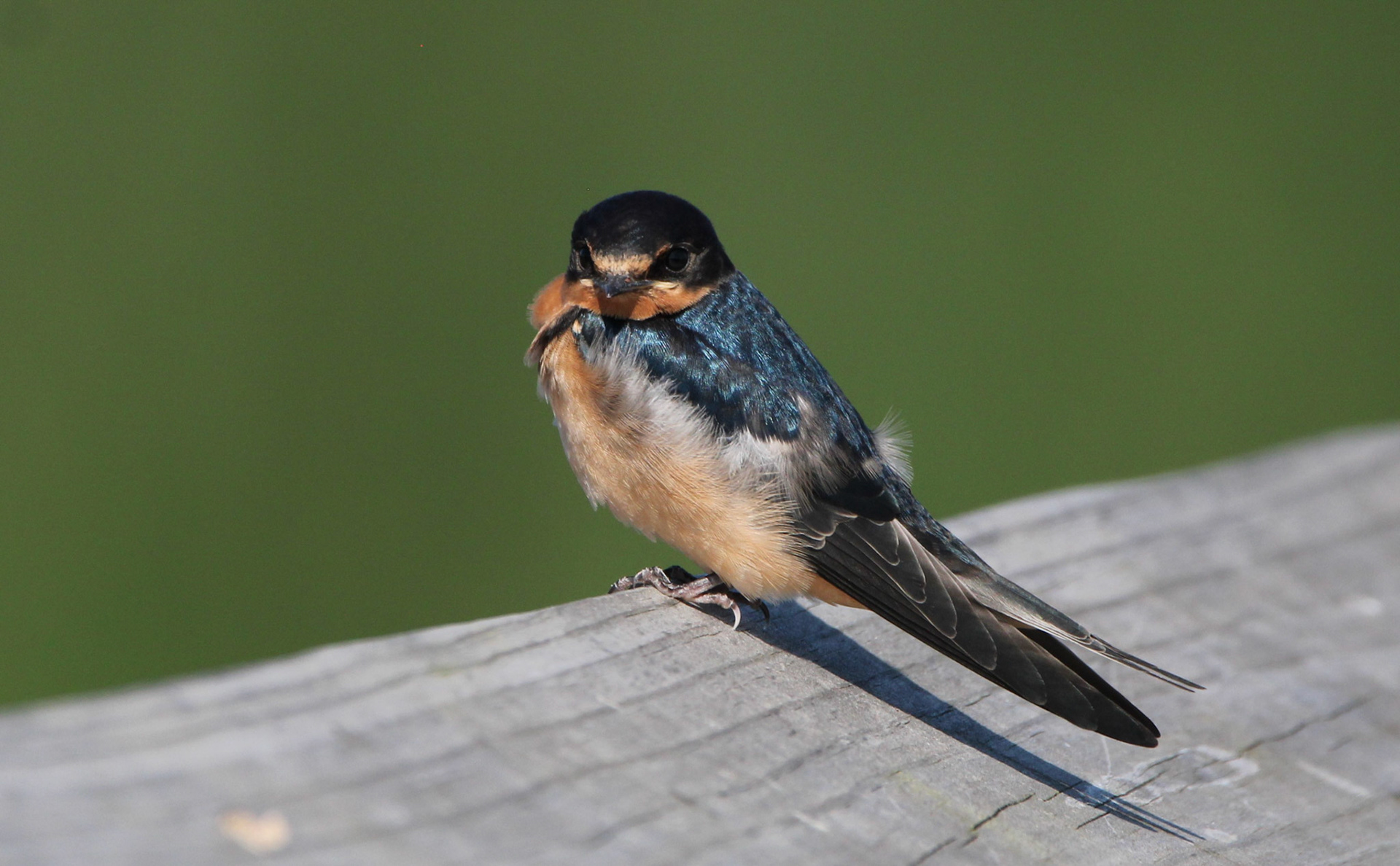 Barn Swallow