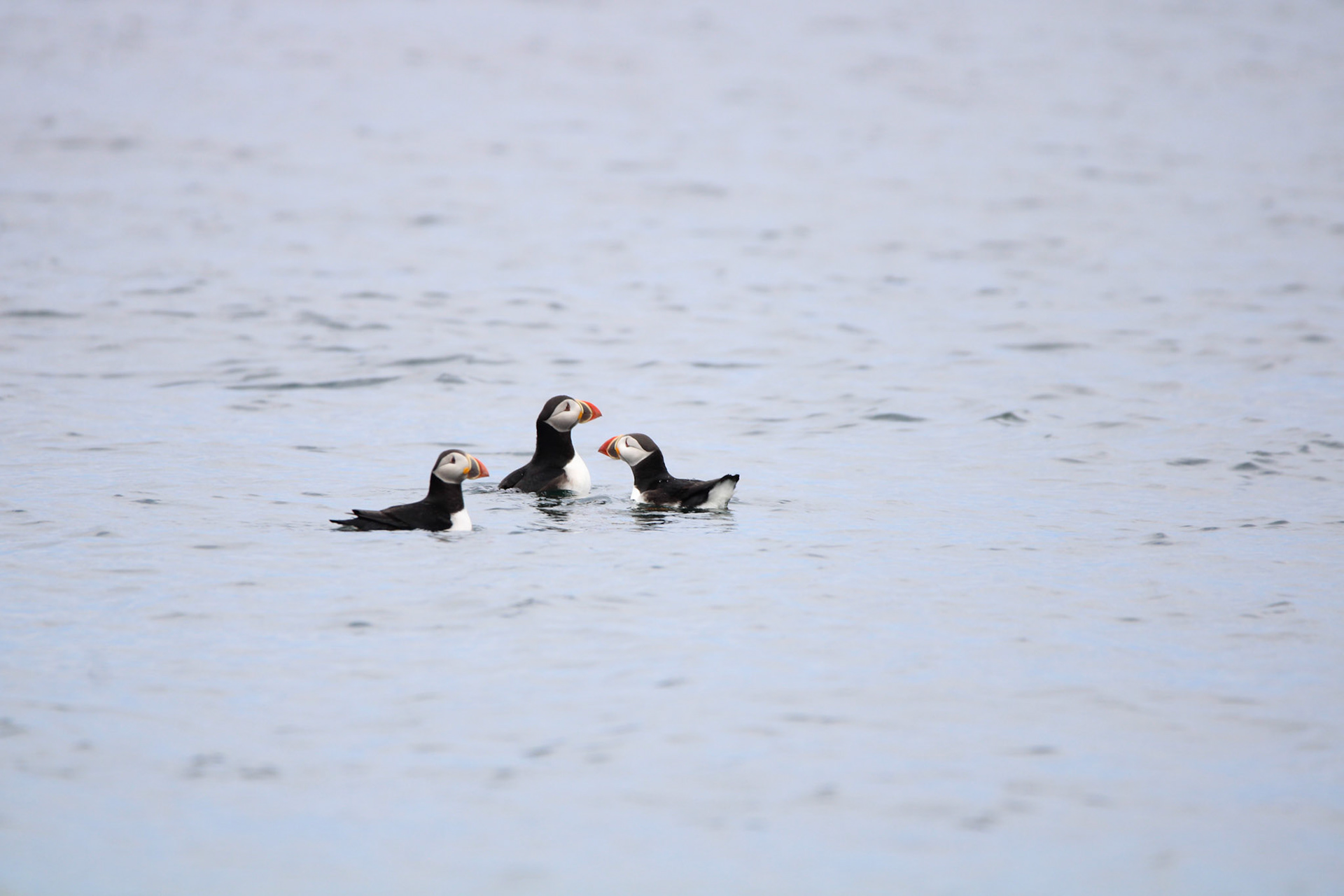 Atlantic Puffin