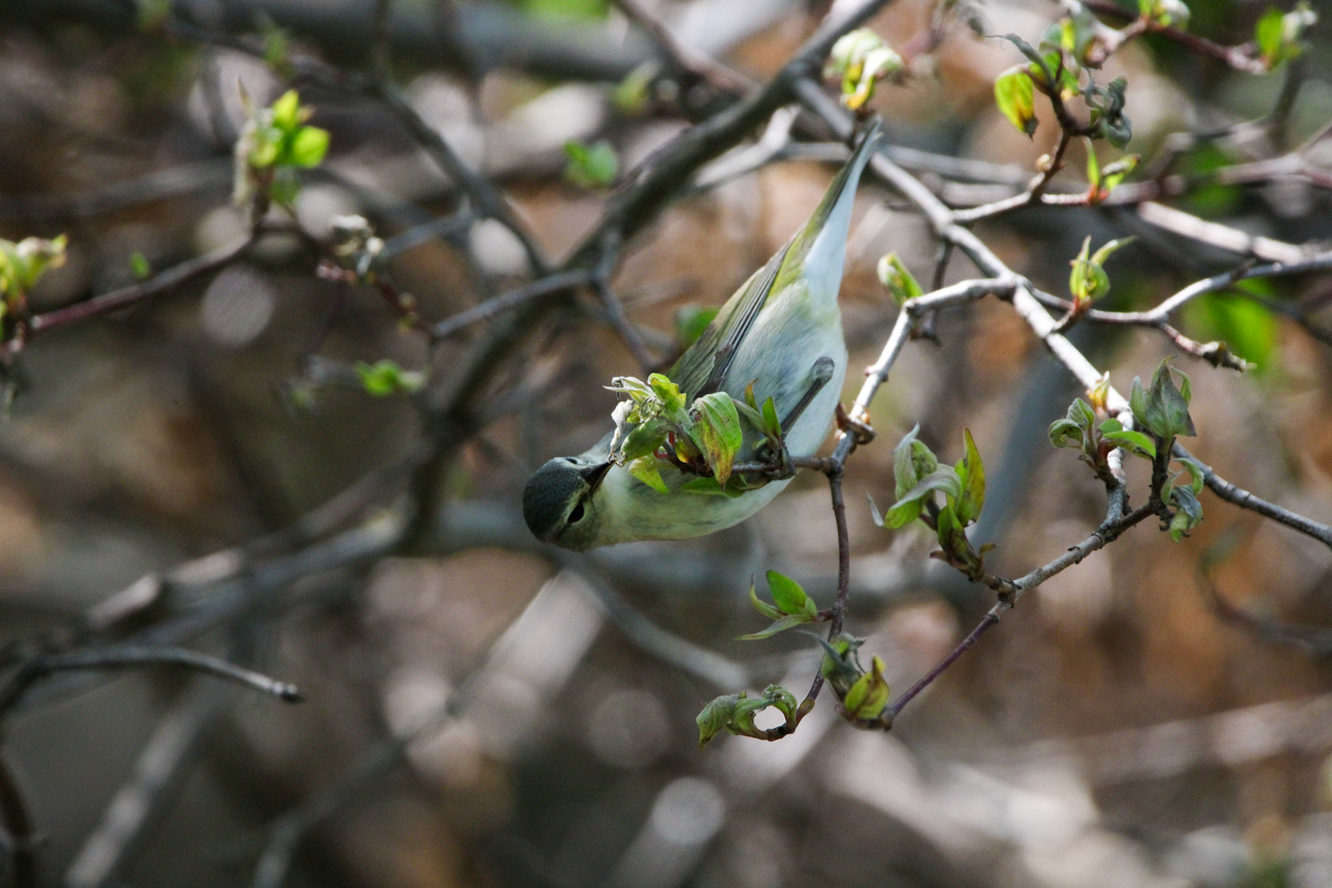 Tennessee Warbler