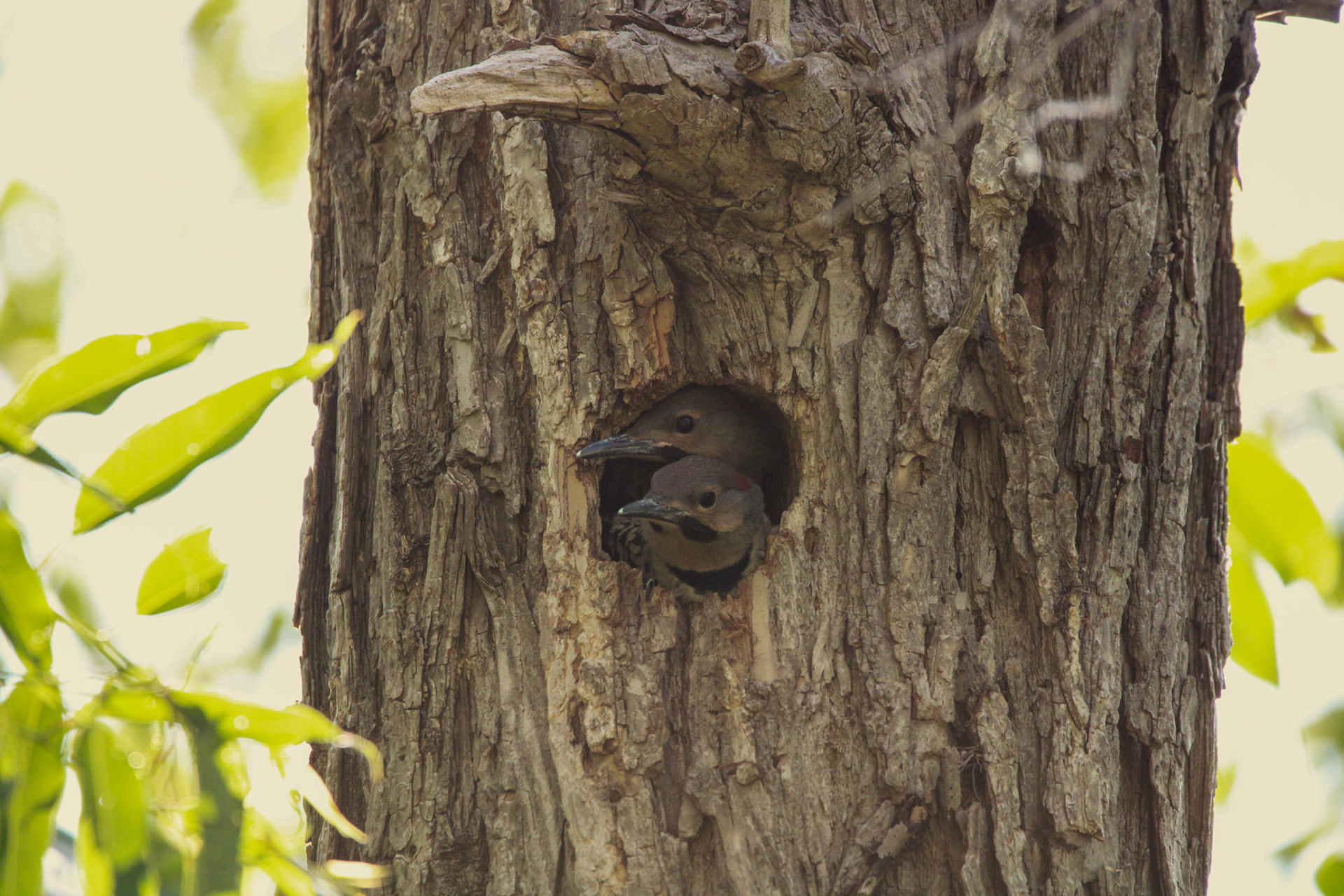 Northern Flicker - Sterling State Park