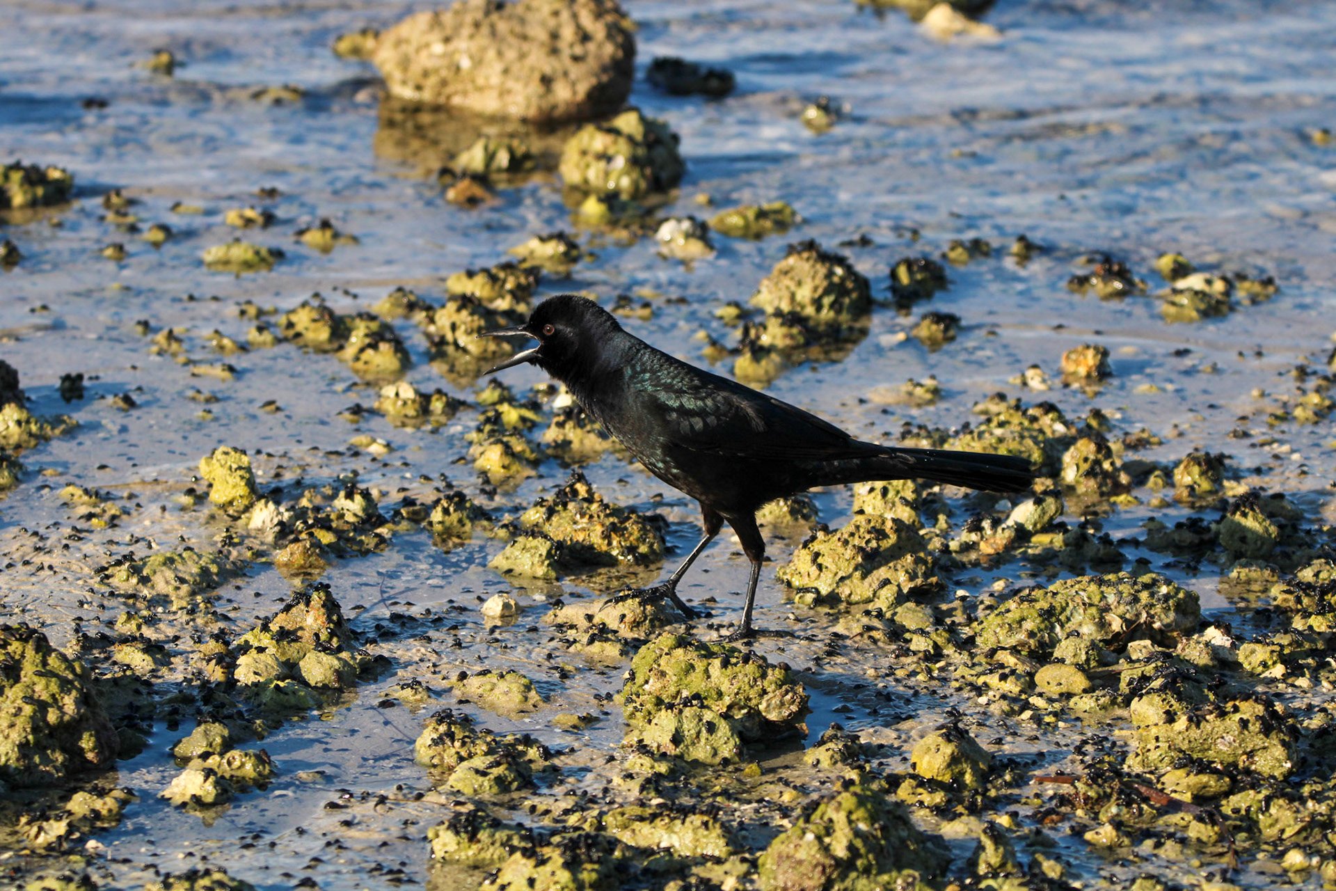 Boat-tailed Grackle