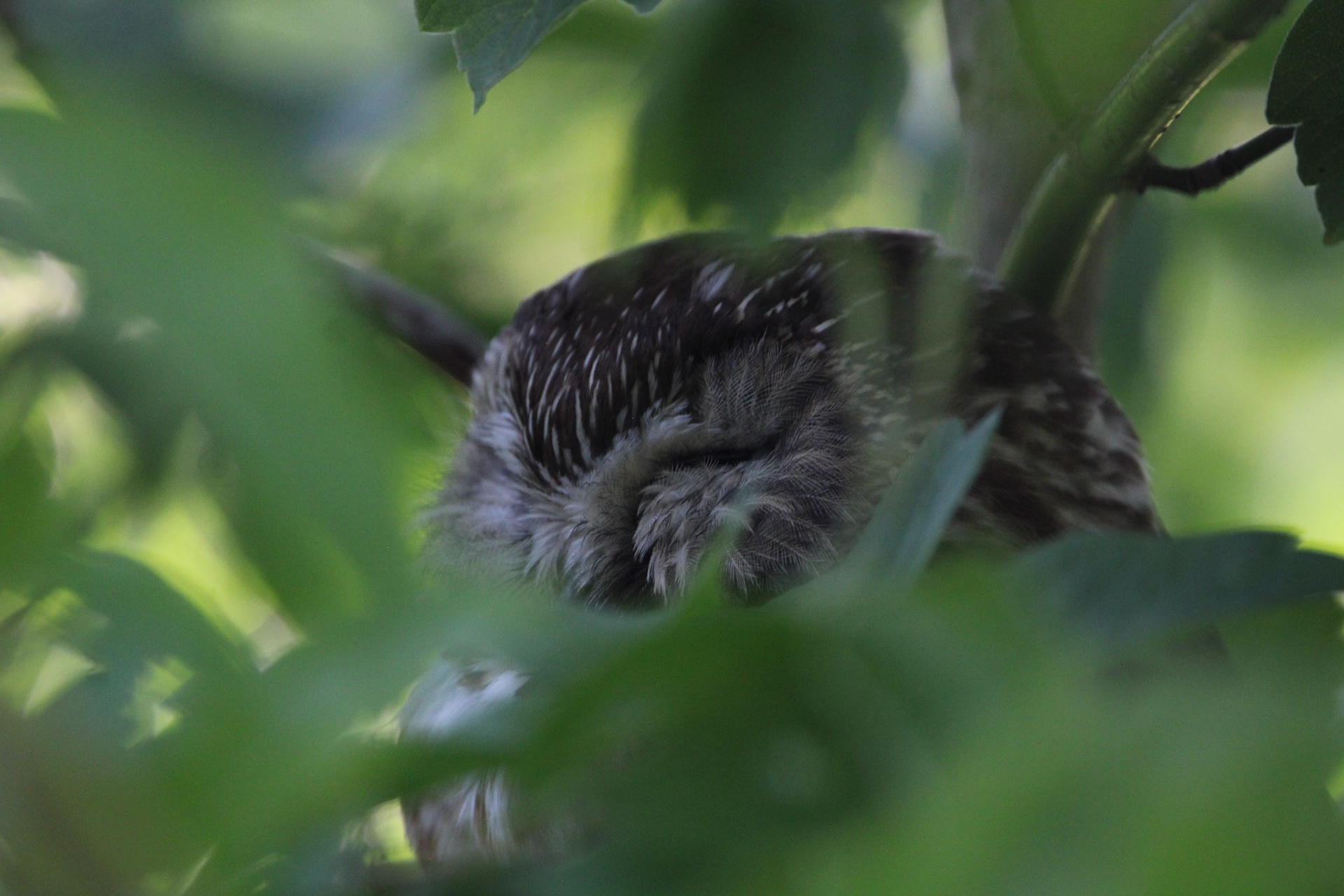 Northern Saw-whet Owl