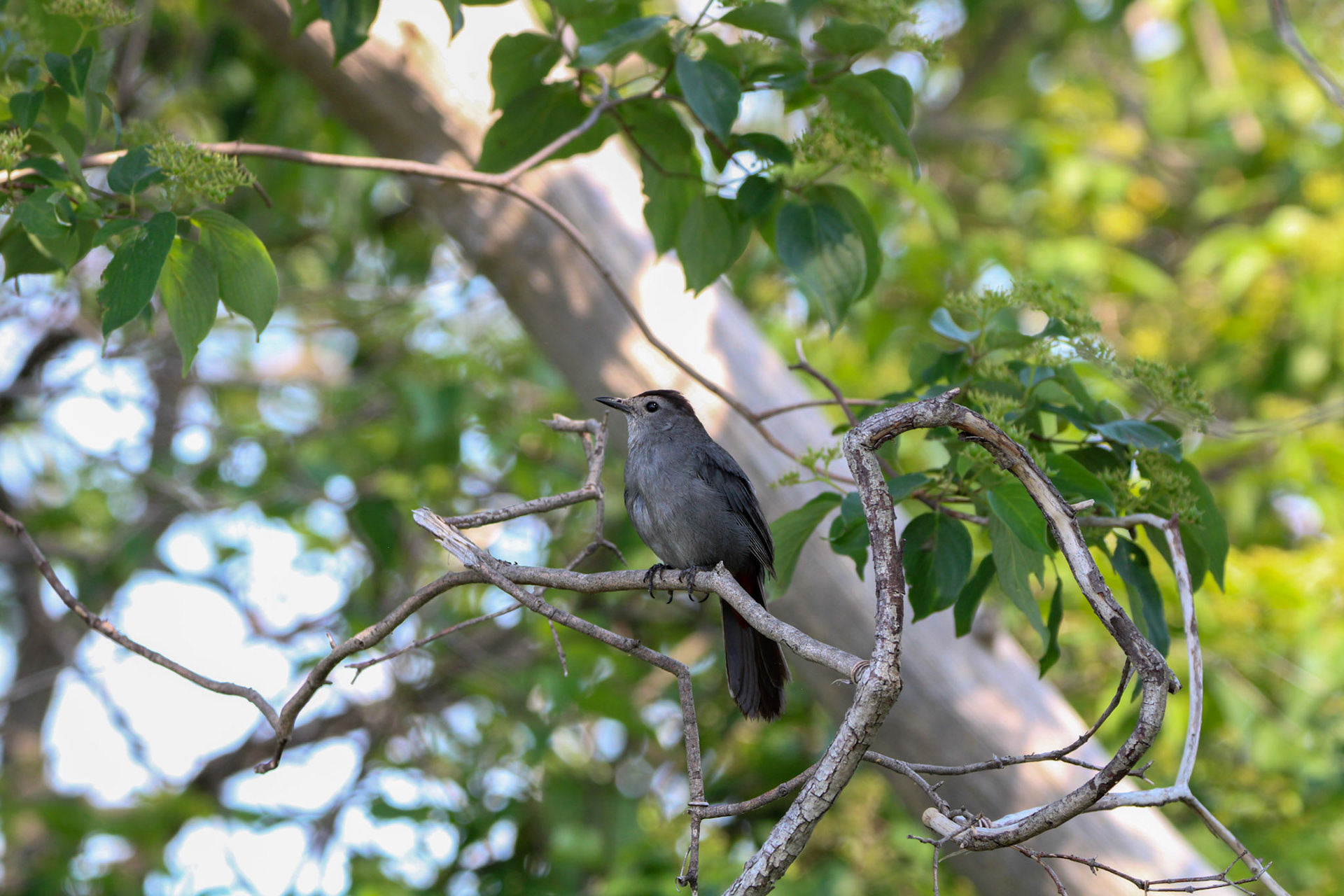 Gray Catbird - Sterling State Park