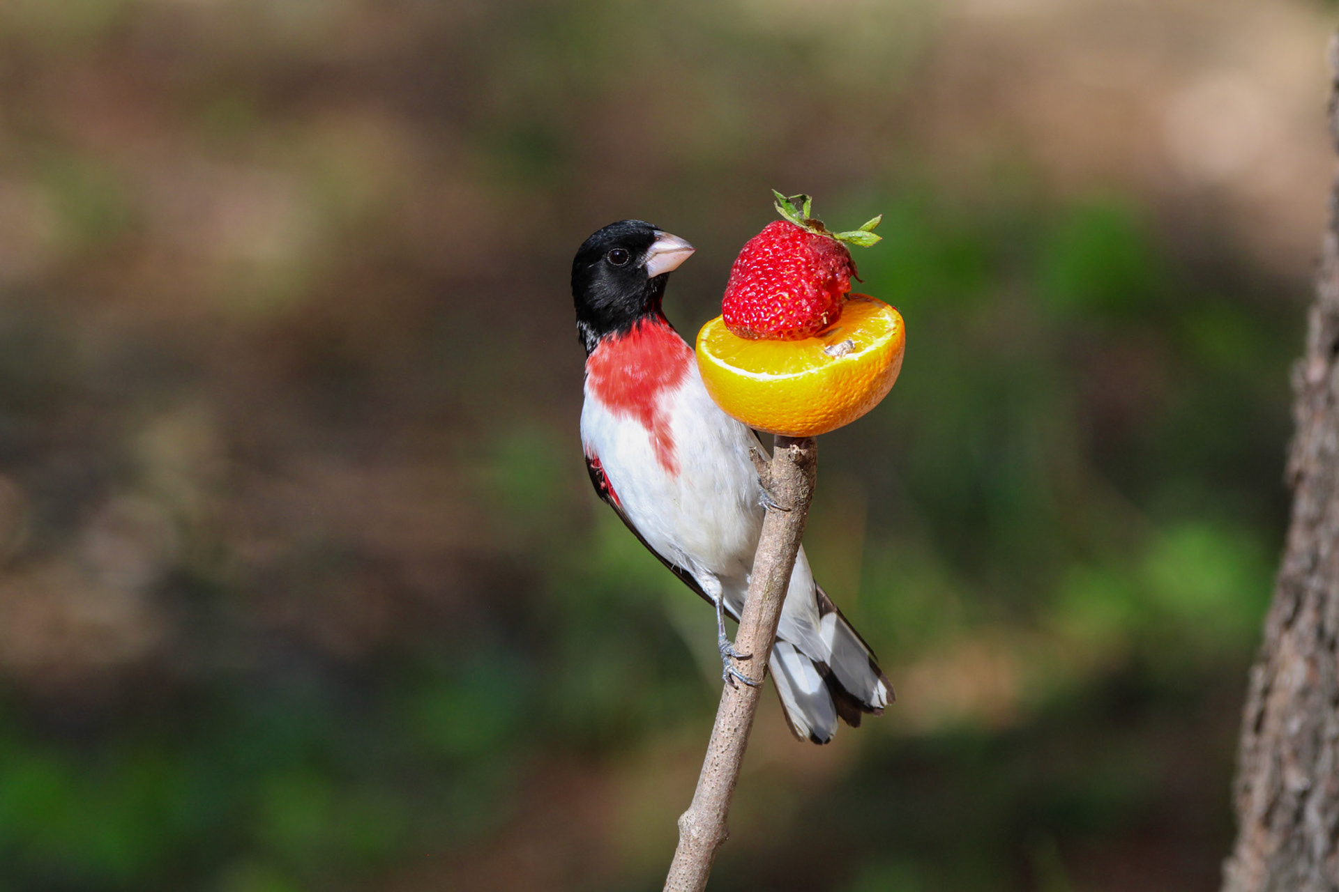 Rose-breasted Grosbeak