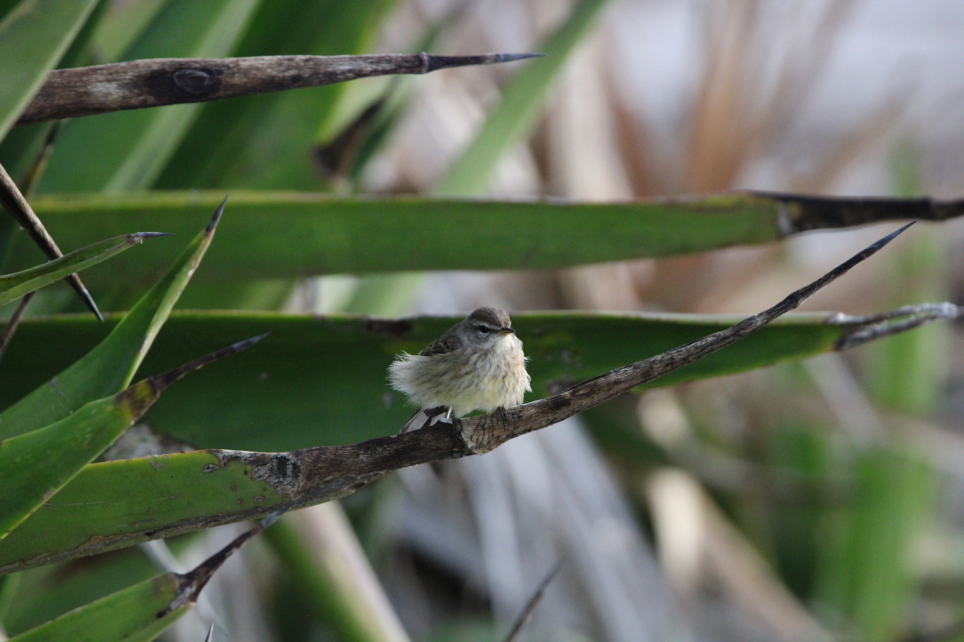 Palm Warbler