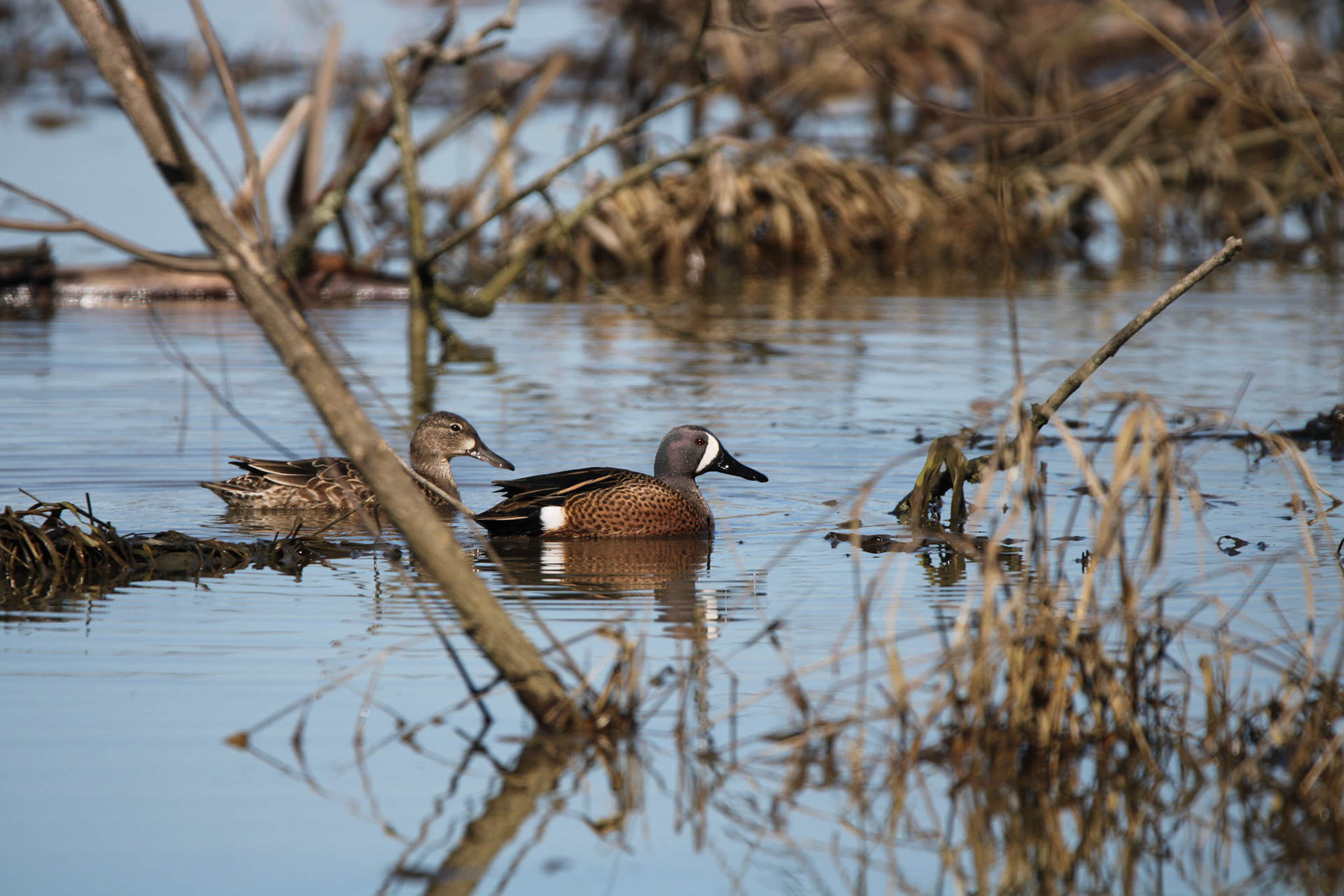 Blue-winged Teal