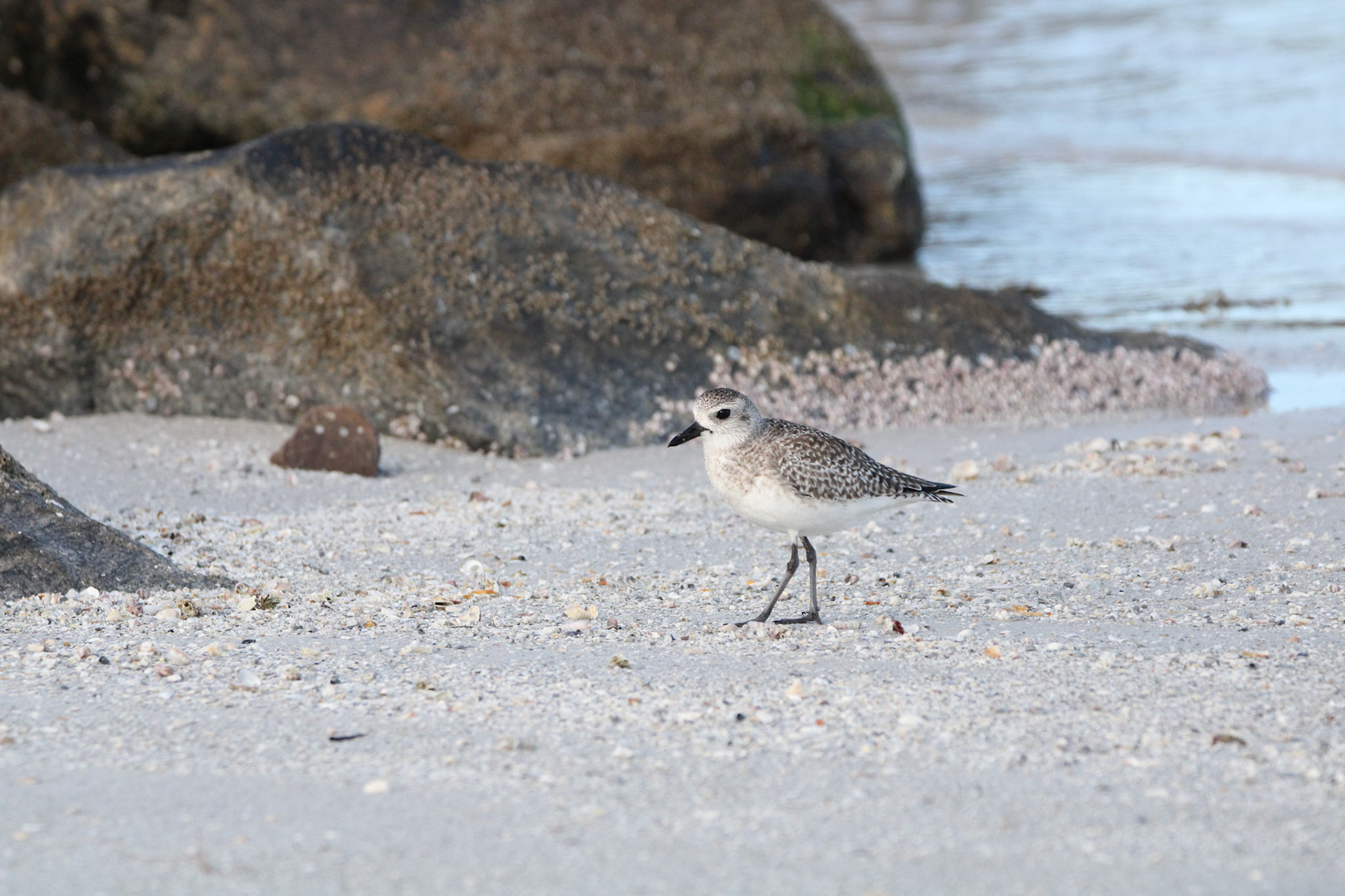 Black-bellied Plover