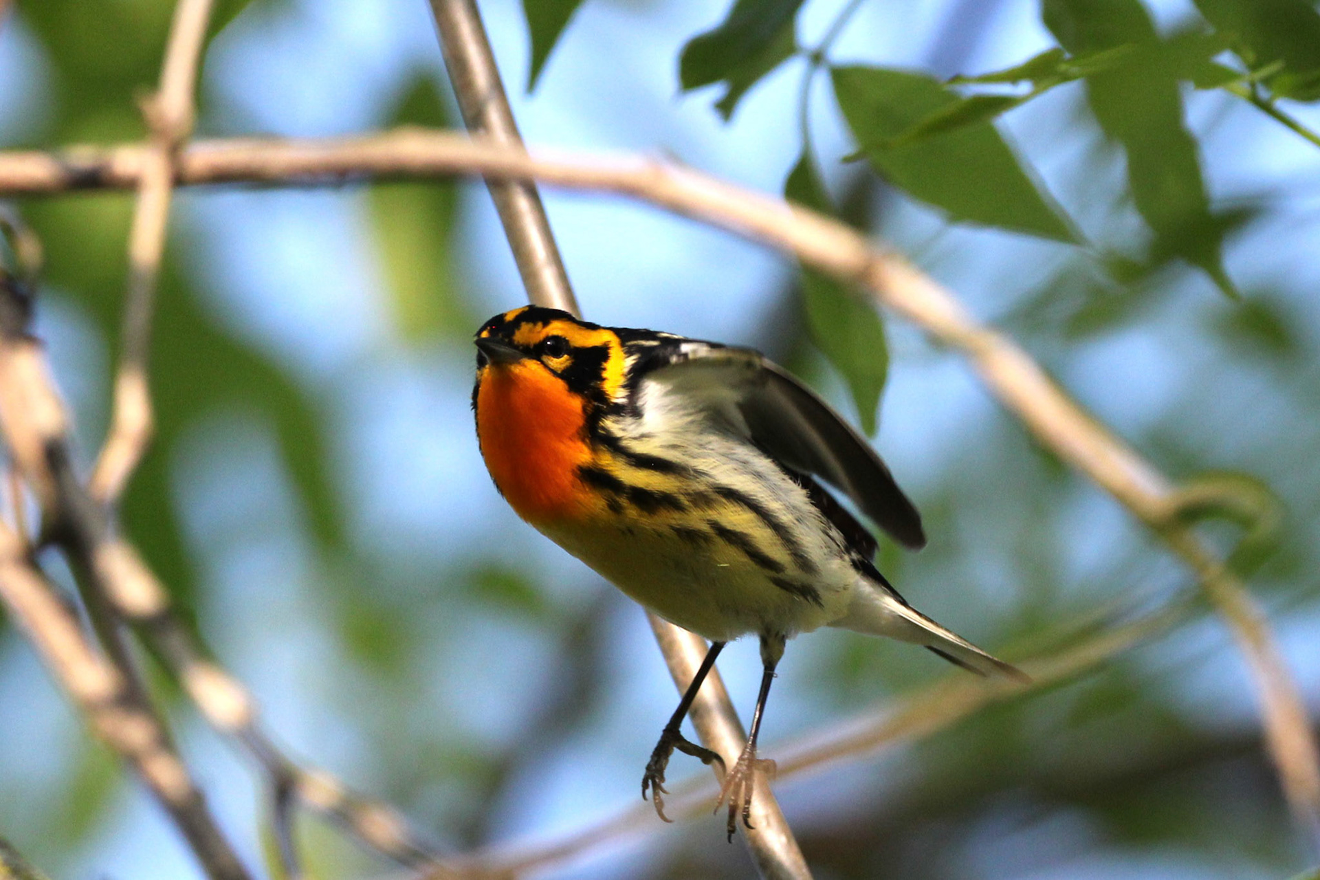Blackburnian Warbler