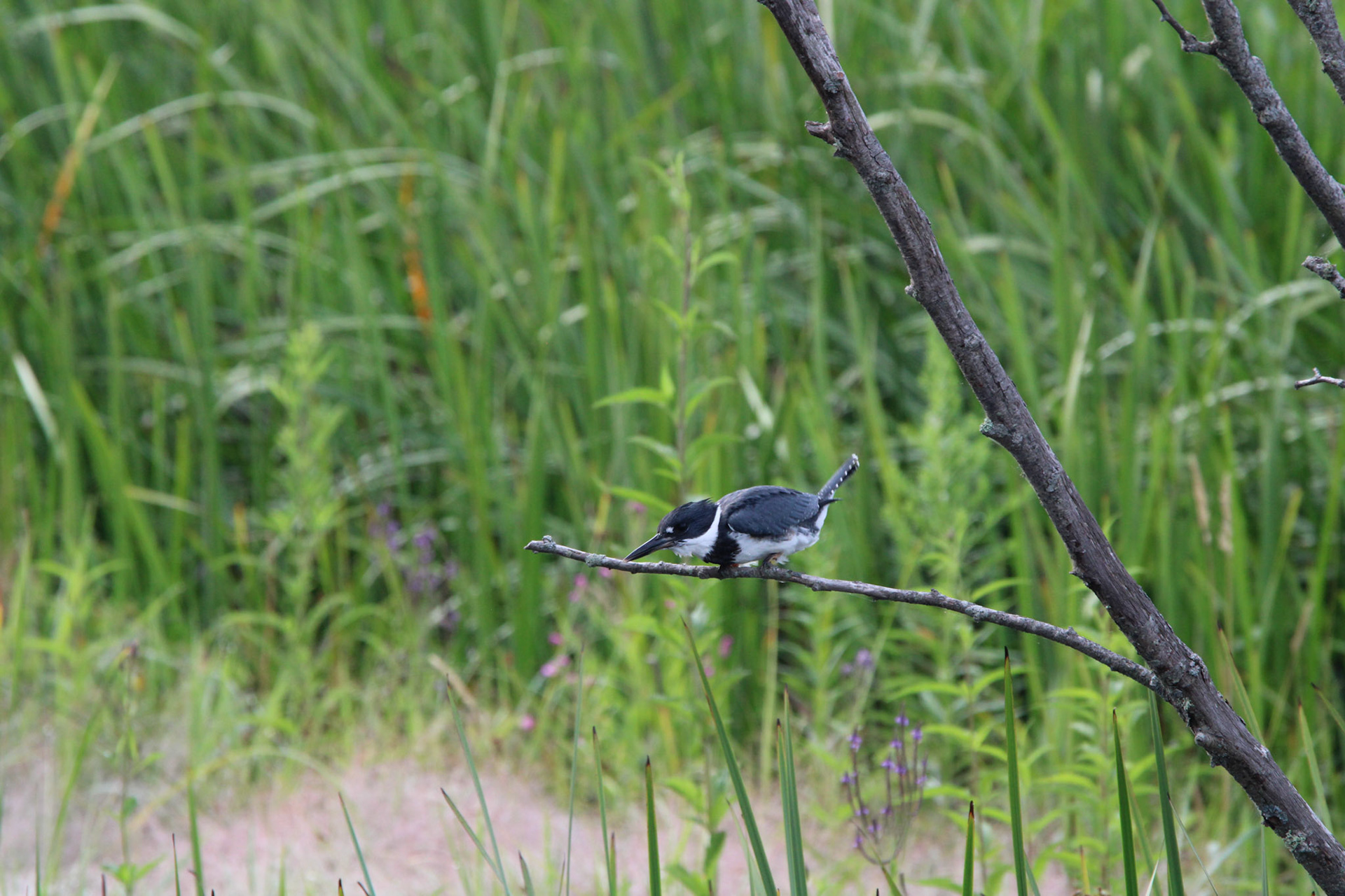 Belted Kingfisher