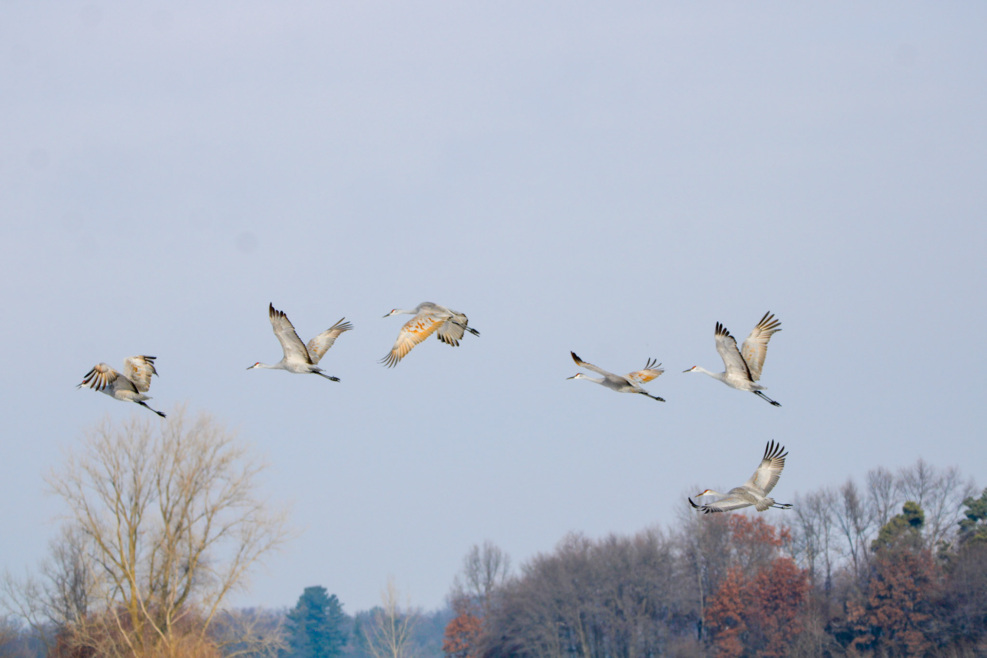 Sandhill Cranes