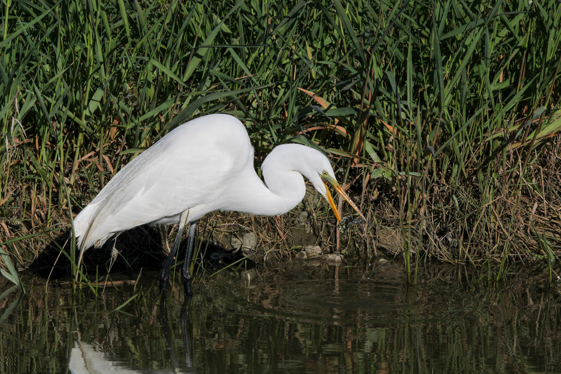 Great Egret