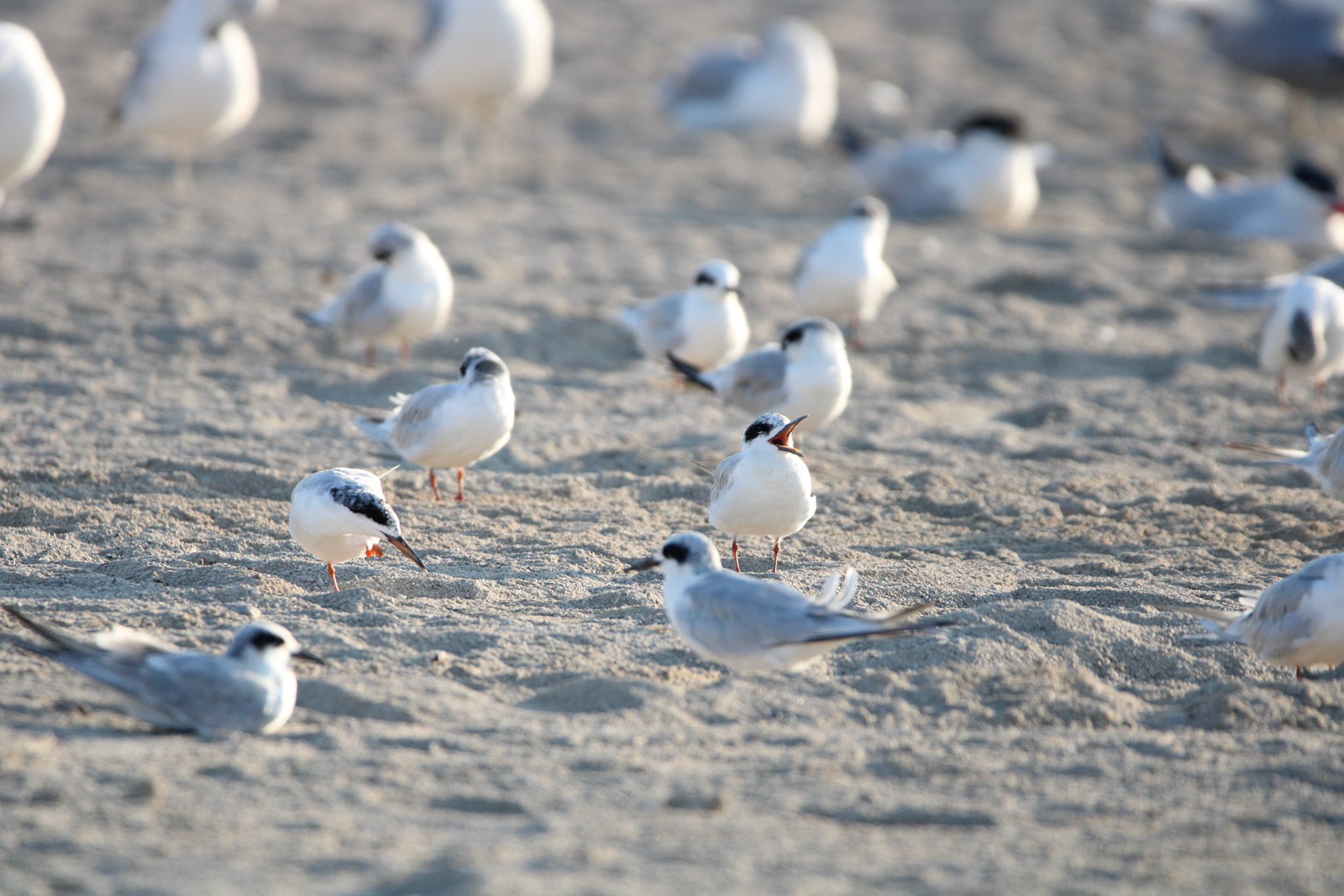 Forster's Terns