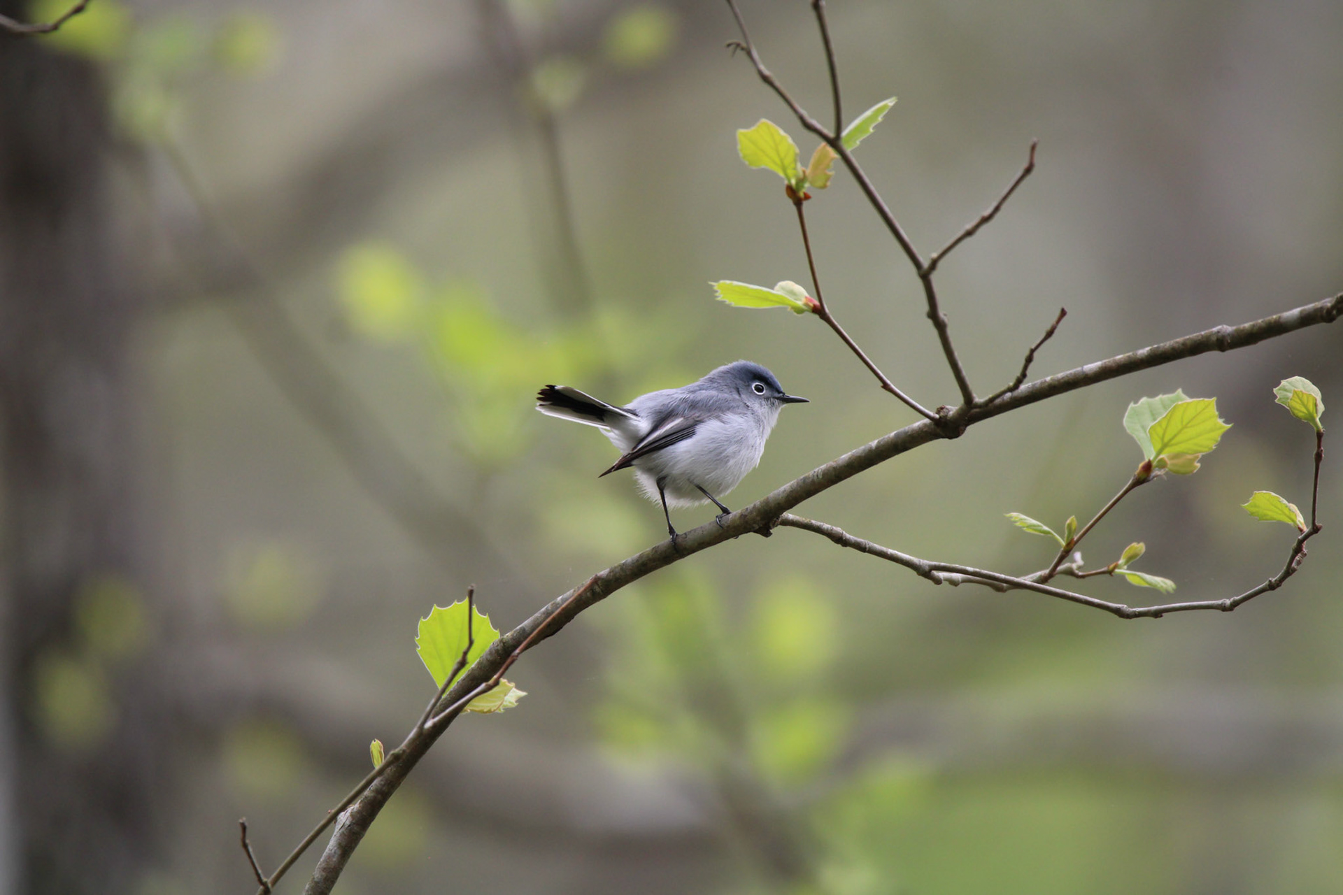 Blue-gray Gnatcatcher