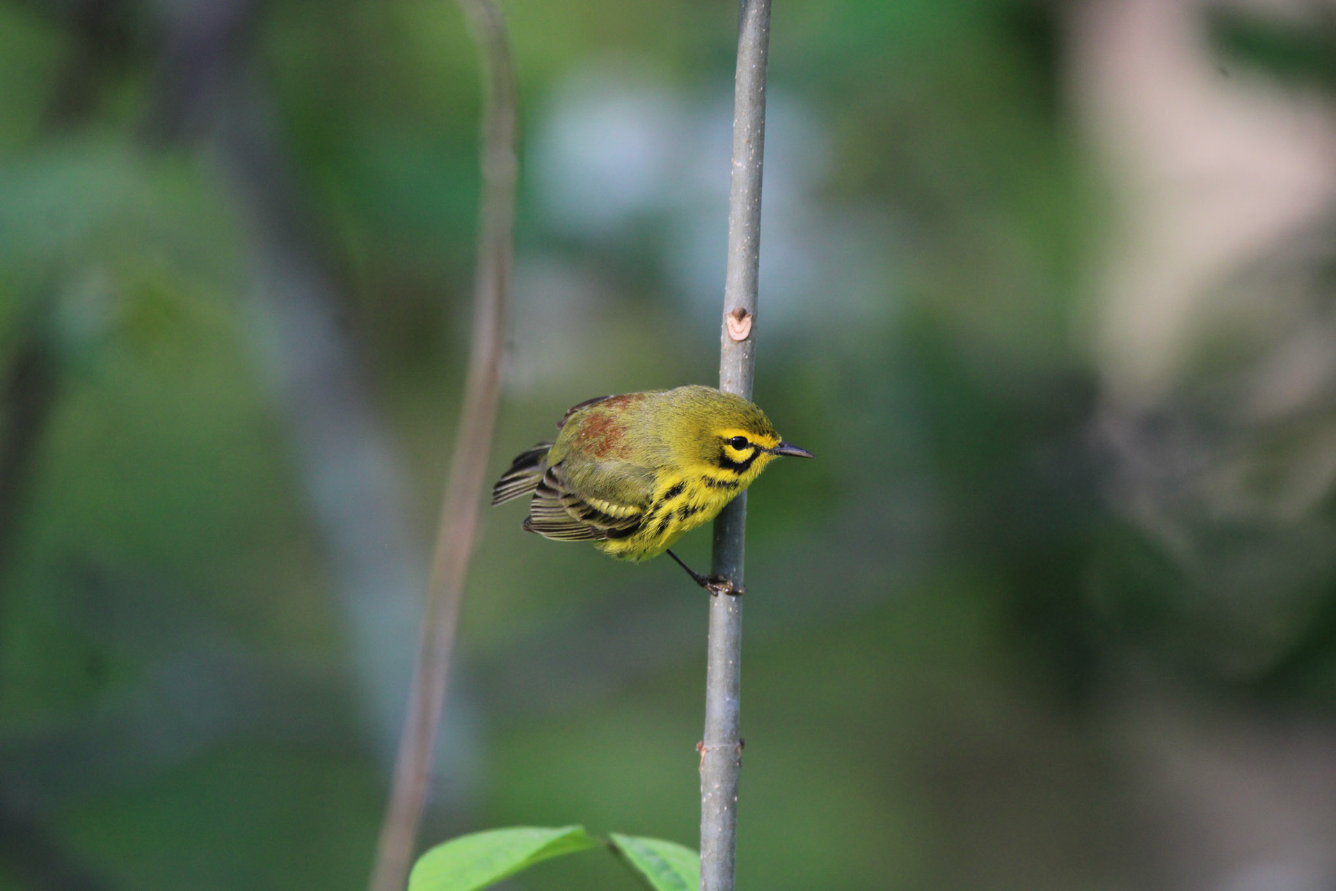 Prairie Warbler